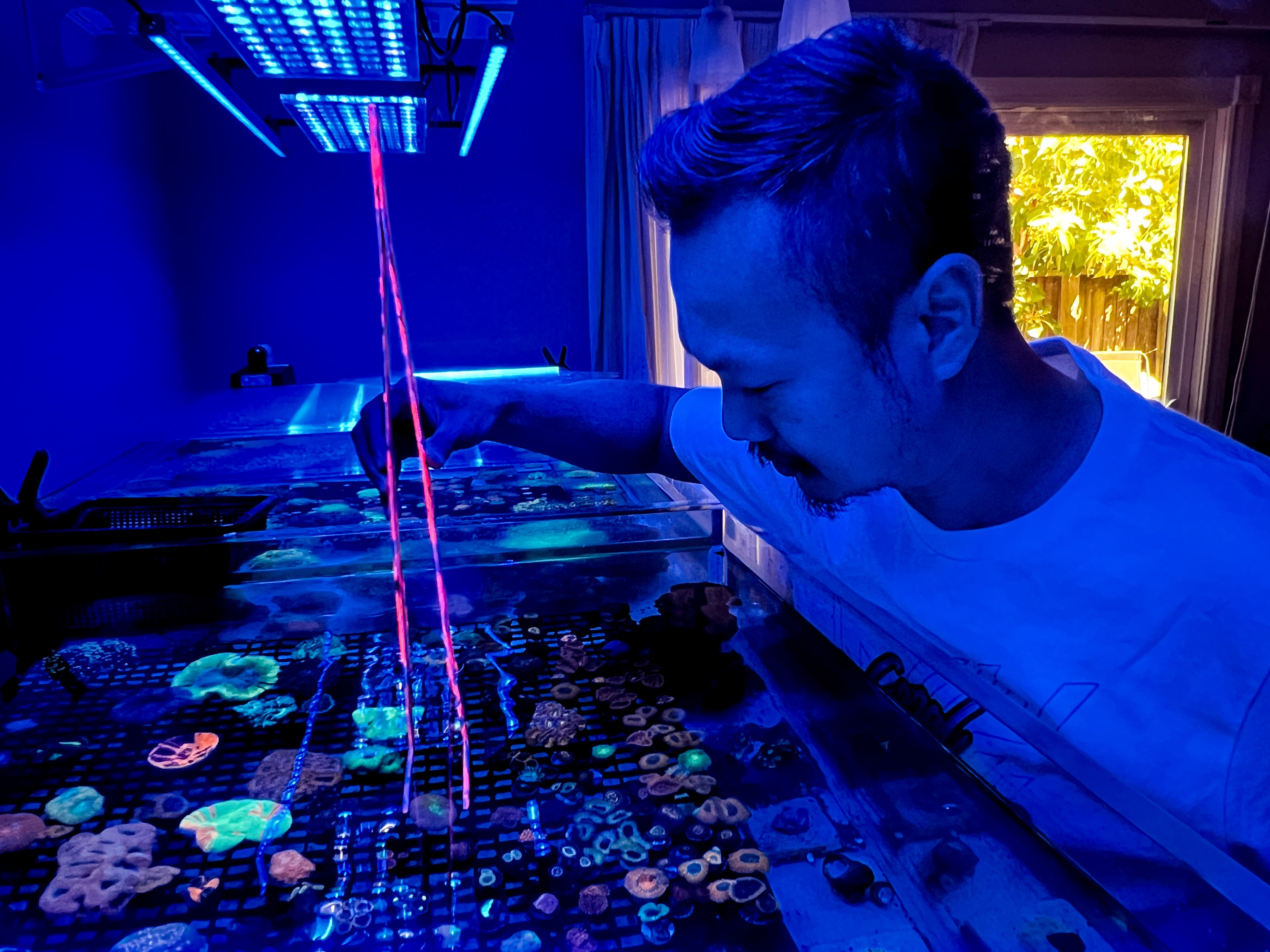 A man tends to a vibrant coral aquarium under blue light, holding a glowing red rod.