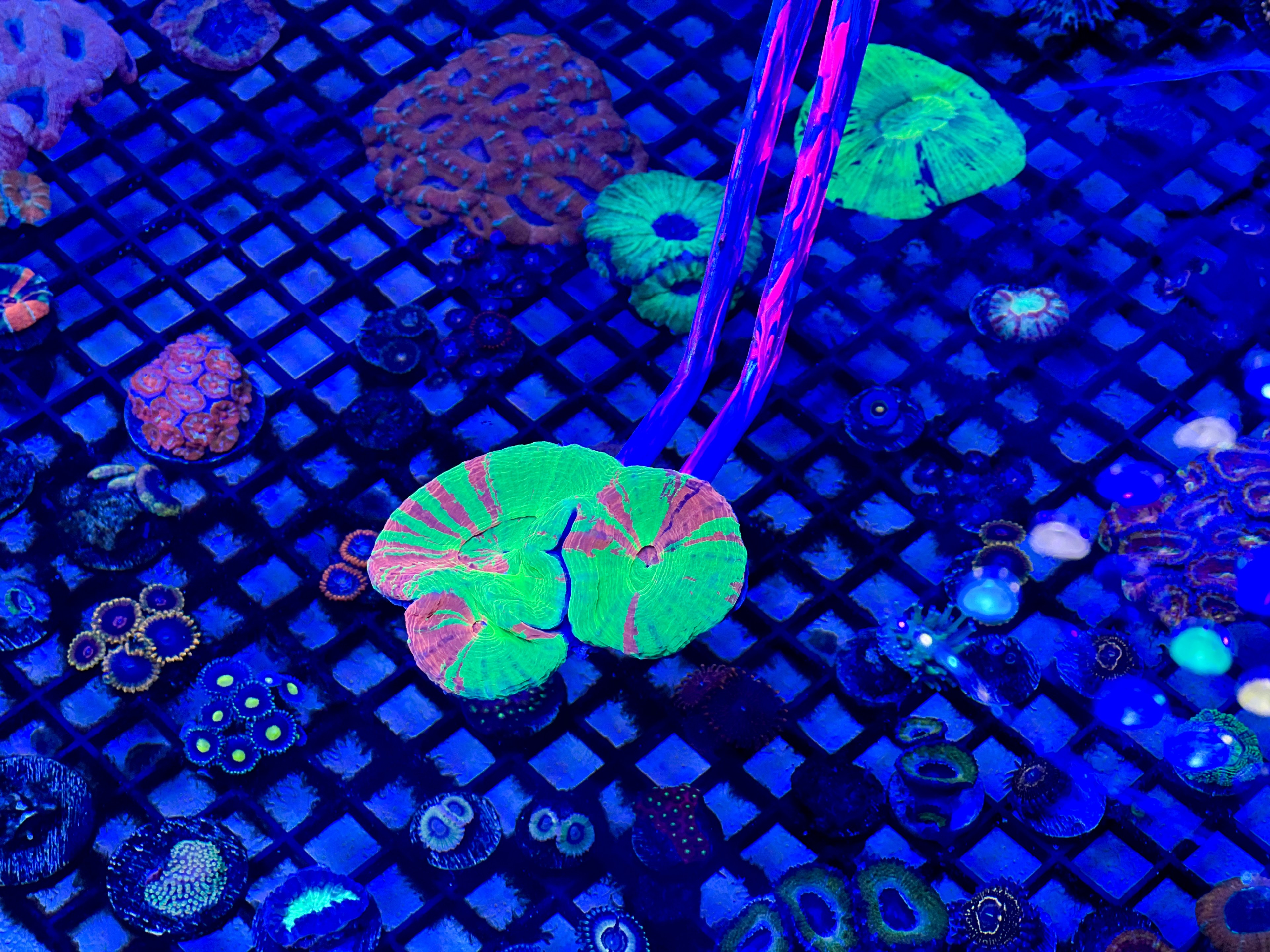 Vibrant coral and anemones under blue light, exhibiting neon colors on a grid-like aquarium floor.