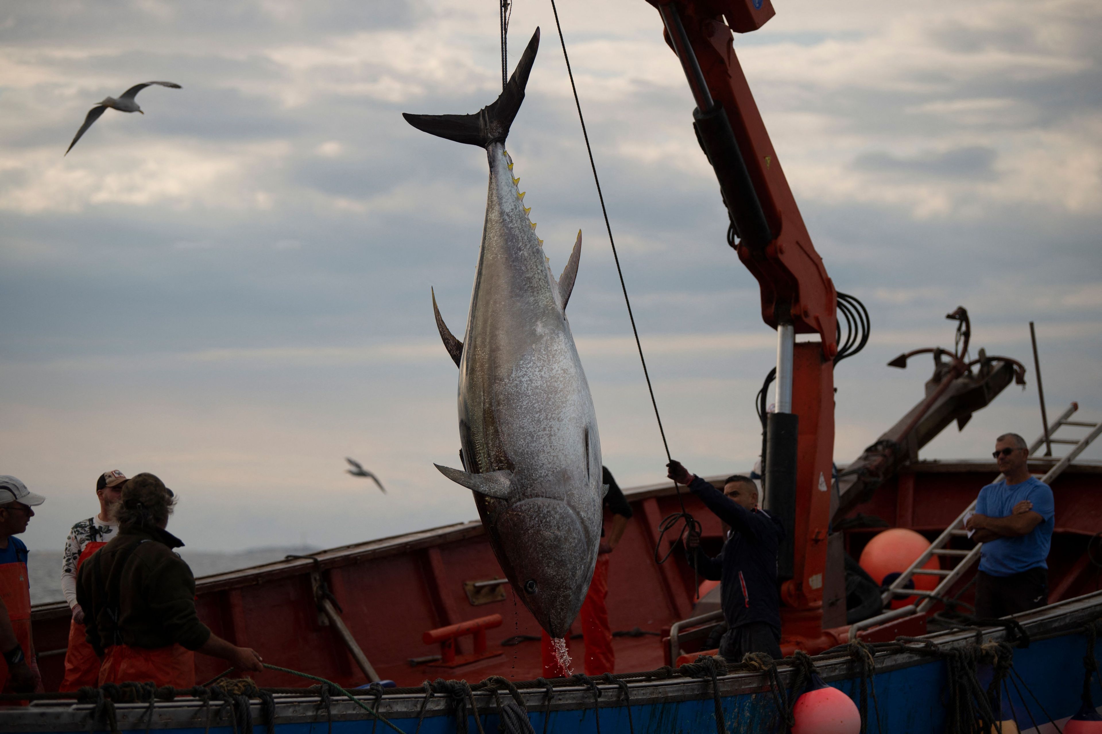 A group of people on a fishing boat use a crane to lift a massive tuna out of the water. Gulls fly above, and the sky is overcast.