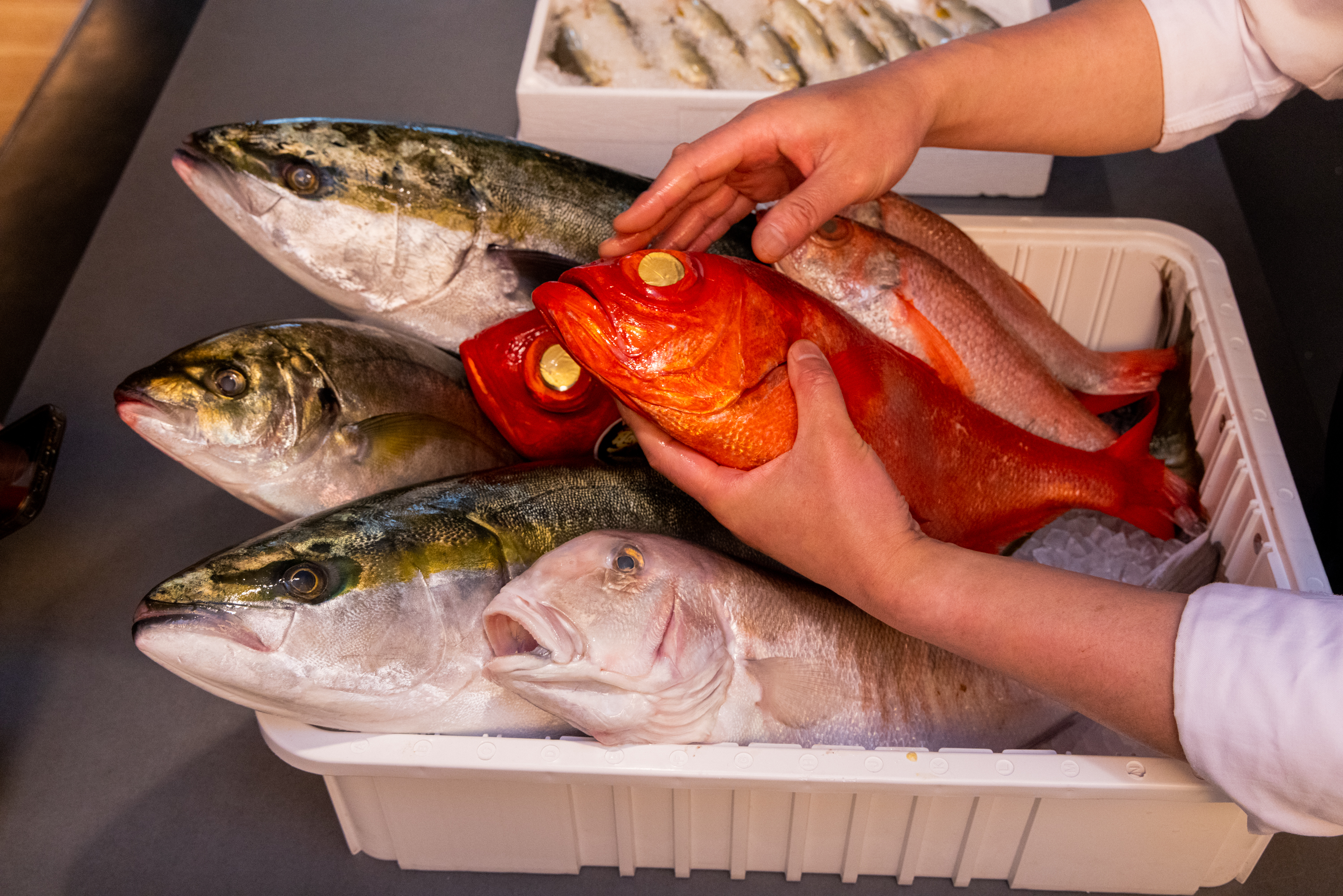 Several large fish, including greenish and bright red ones, are in a white container on ice. A person's hands hold a bright red fish.