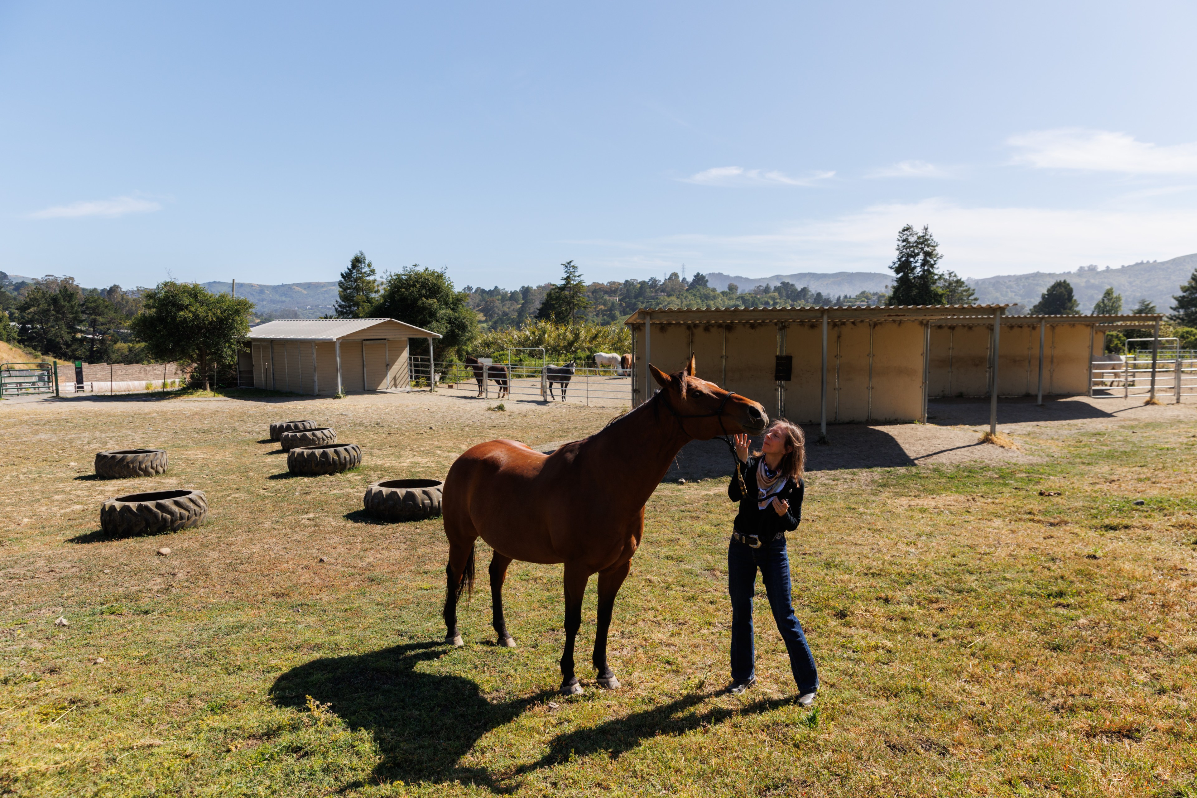 A person pets a horse in a sunny field dotted with large tires, near wooden sheds and other horses, with hills and trees in the background.