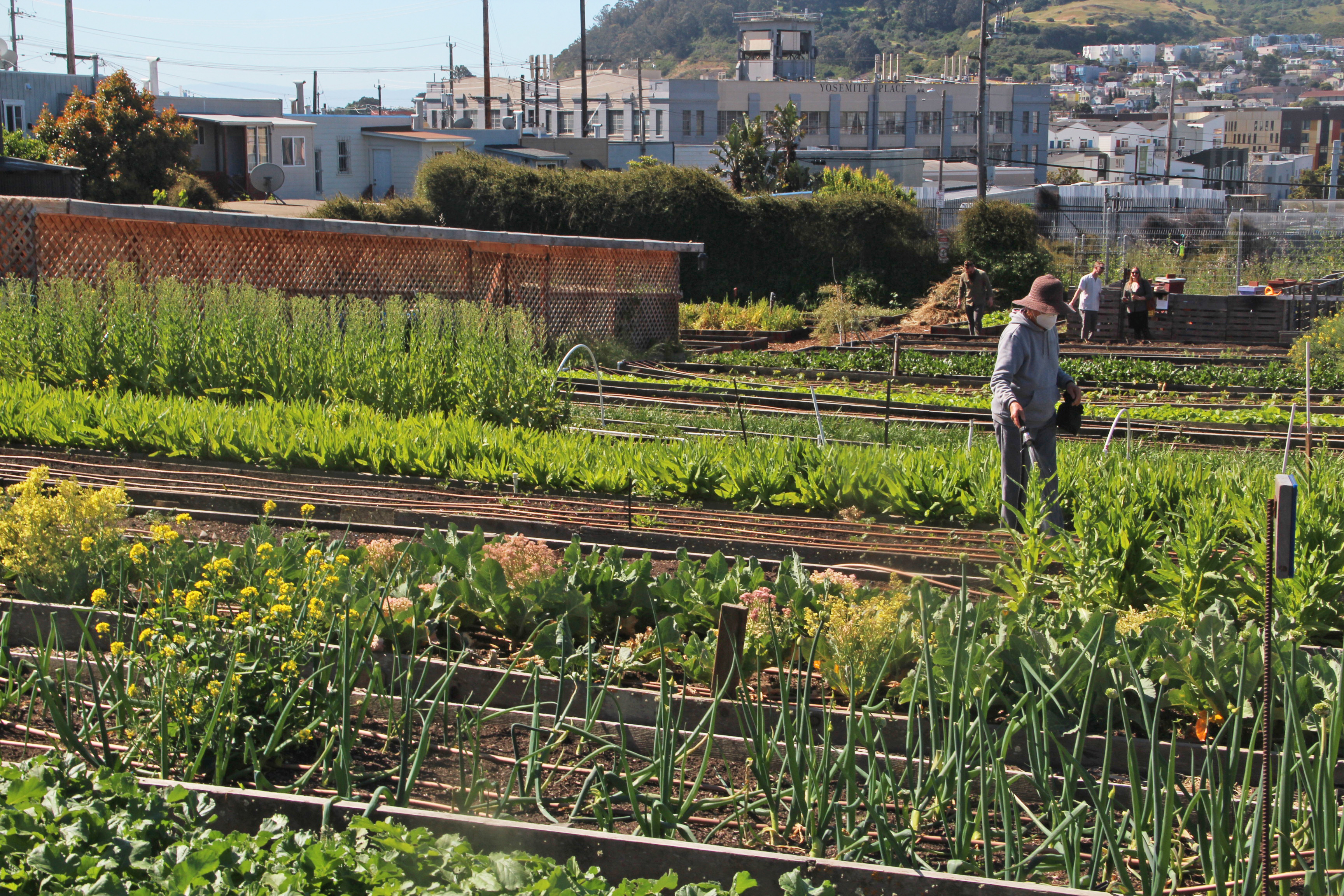 A man tends to plants in a sunny urban garden with rows of vegetation and buildings in the background.