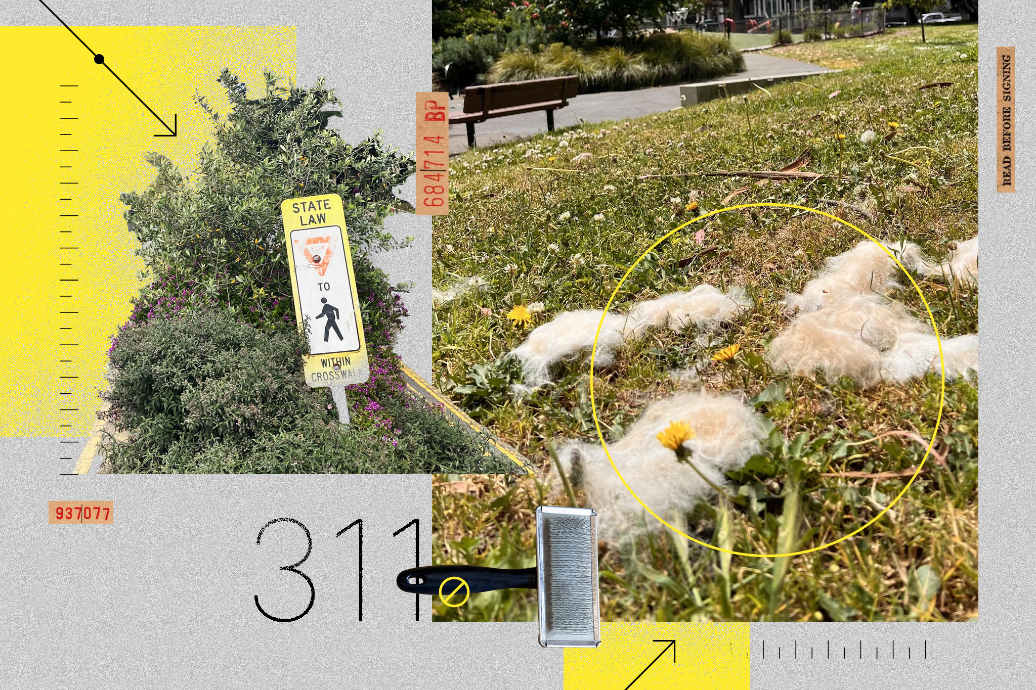 The image shows a park with a "State Law Yield to Pedestrians Within Crosswalk" sign and patches of fuzzy white animal fur on the grass.