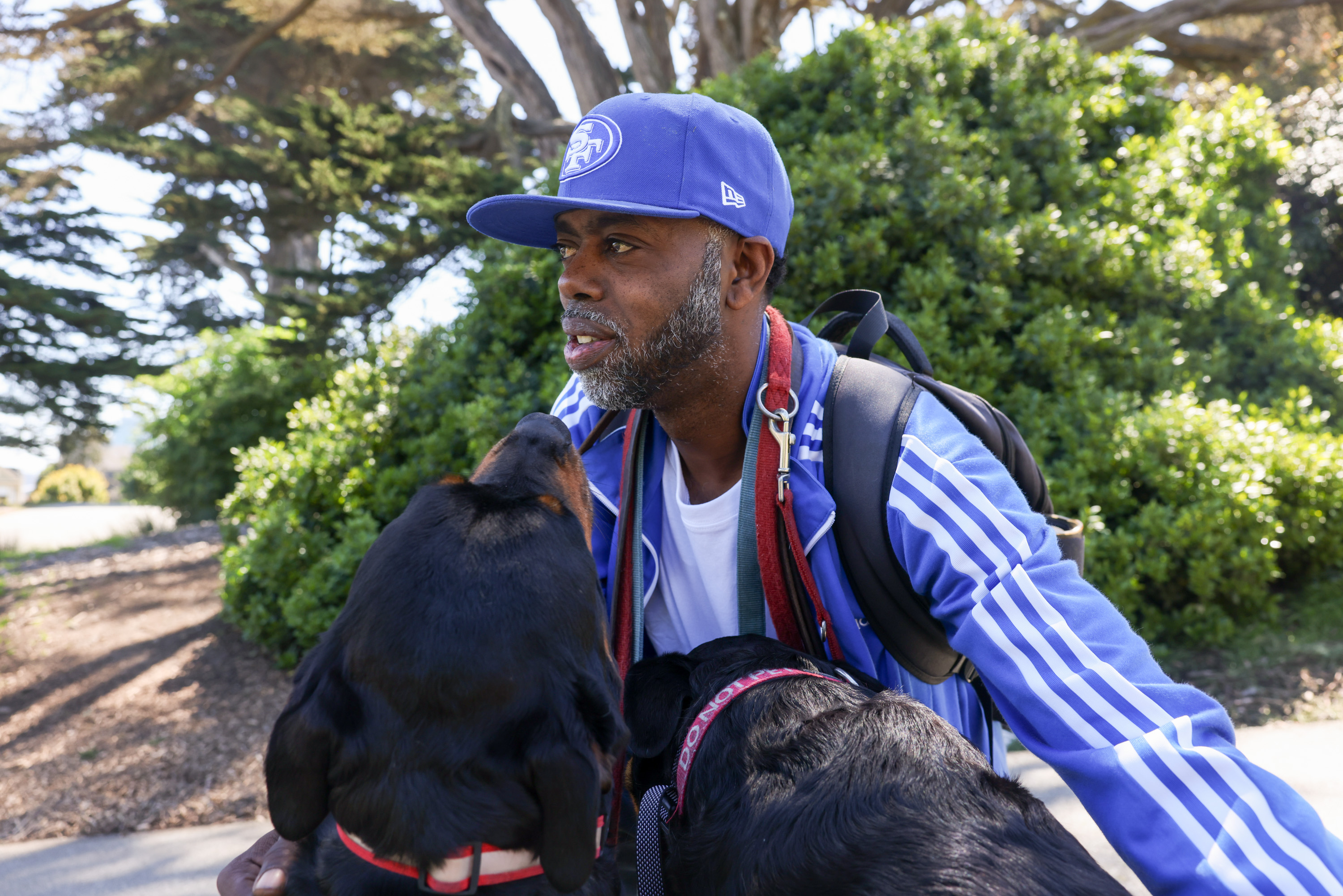 A man in a blue cap and jacket walks with two dogs in a sunny, tree-lined path.