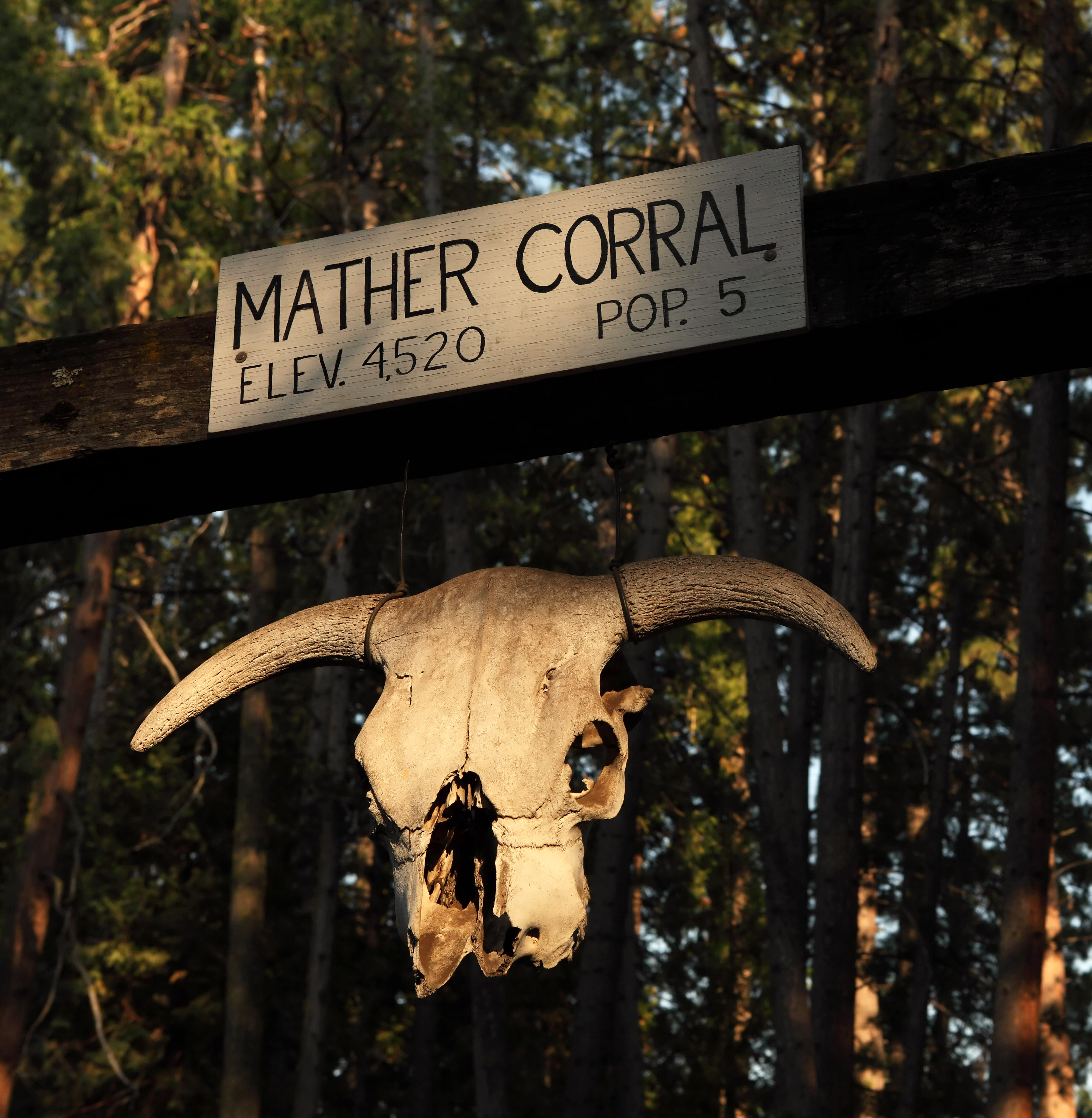 A weathered bull skull hangs below a wooden sign reading &quot;Mather Corral, Elev. 4520, Pop. 5&quot; surrounded by pine trees in warm sunlight.