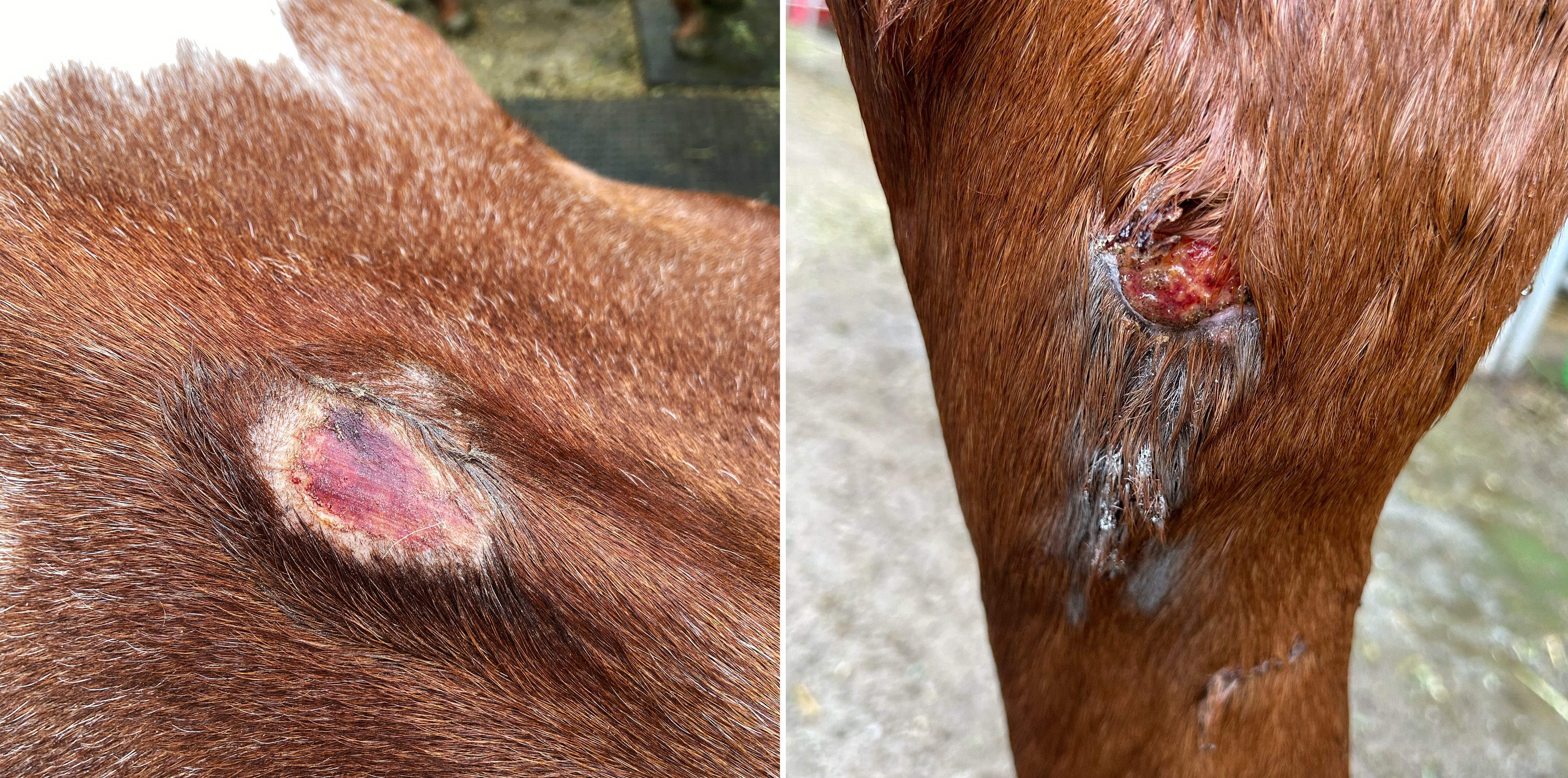 Two close-up images of a horse's skin lesions: one is a dry, scabbed area; the other shows a wet, possibly infected wound.
