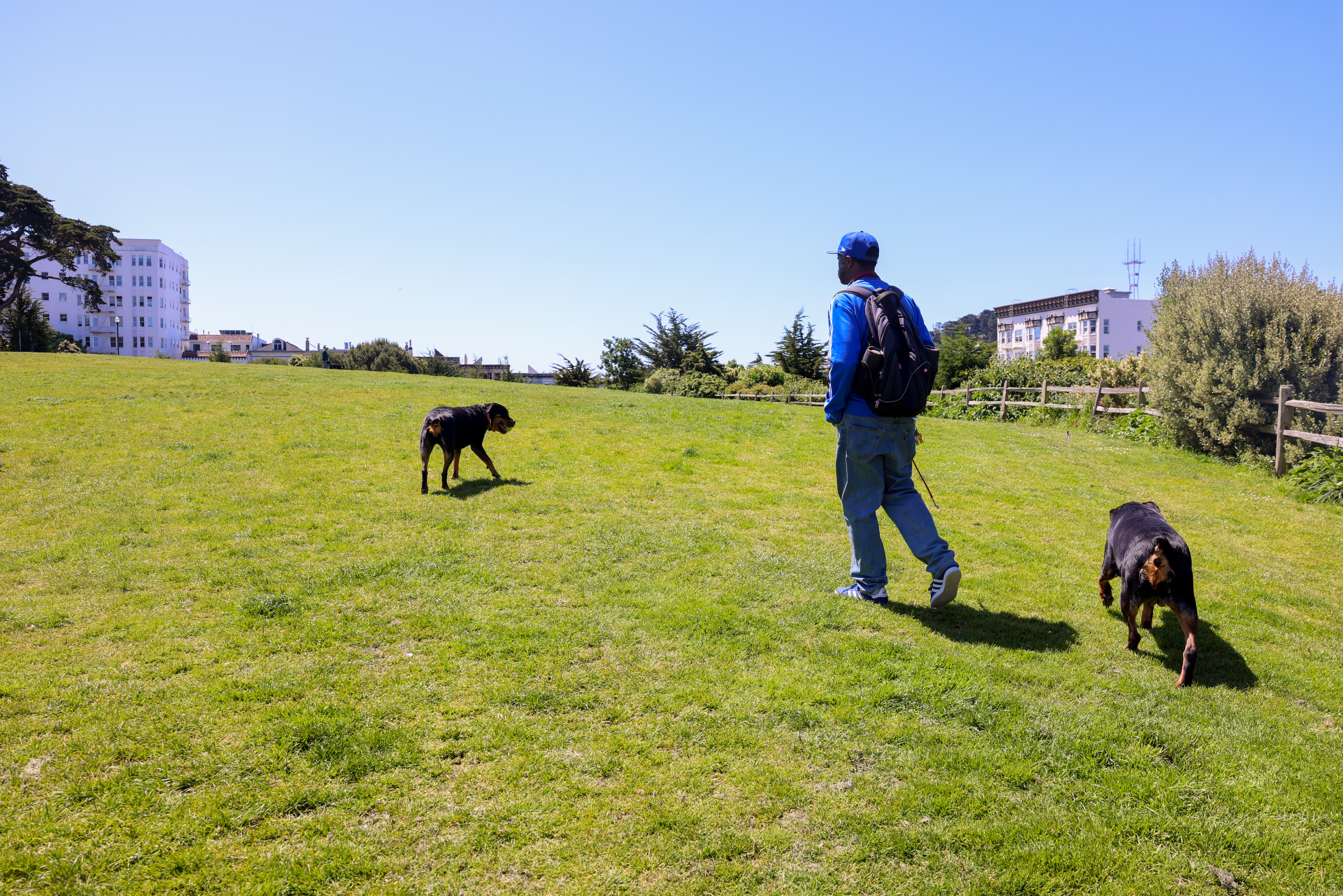 A person in blue walks with two dogs on a sunny grass field near buildings.