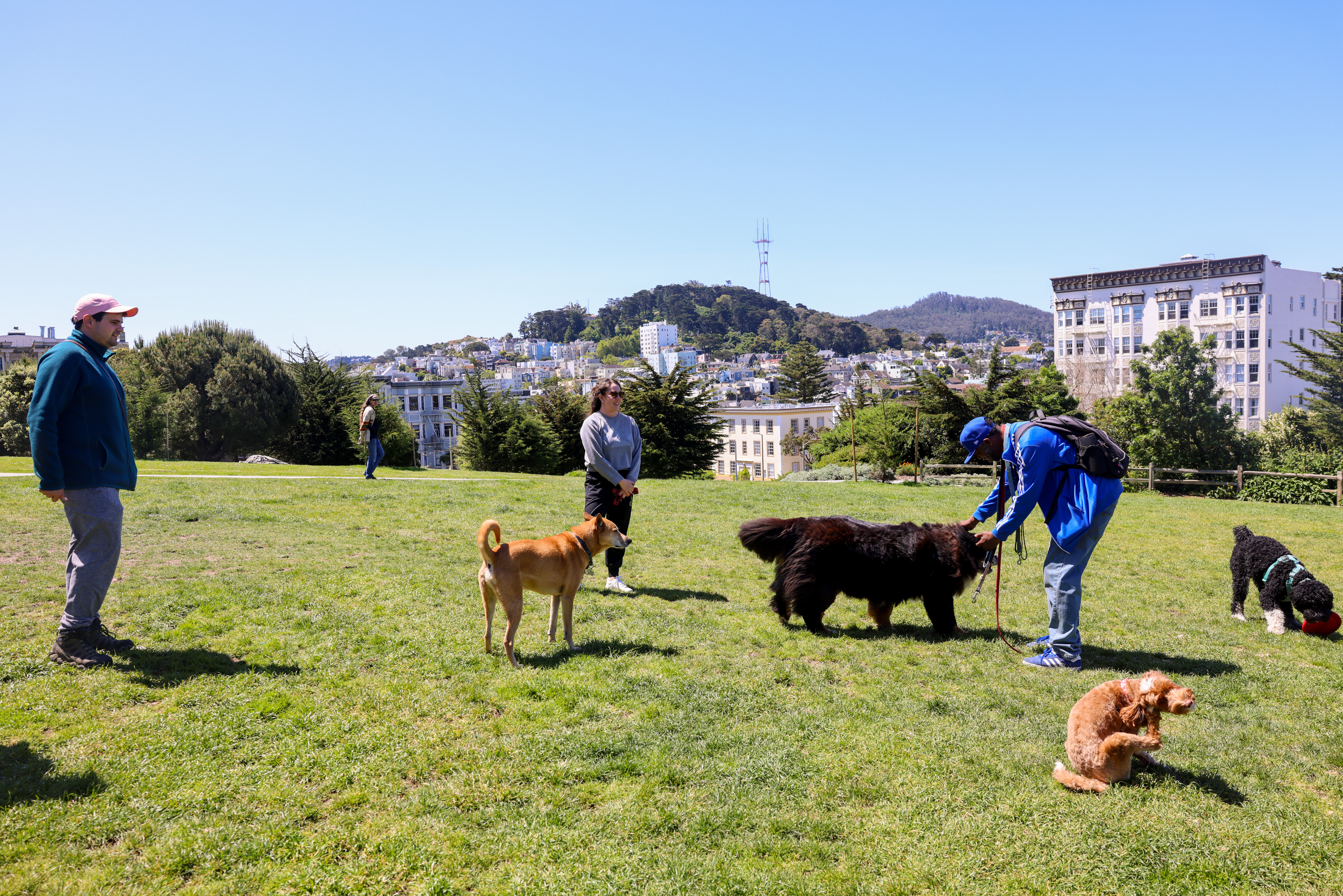 People with dogs in a sunny park with city and hills in the background.