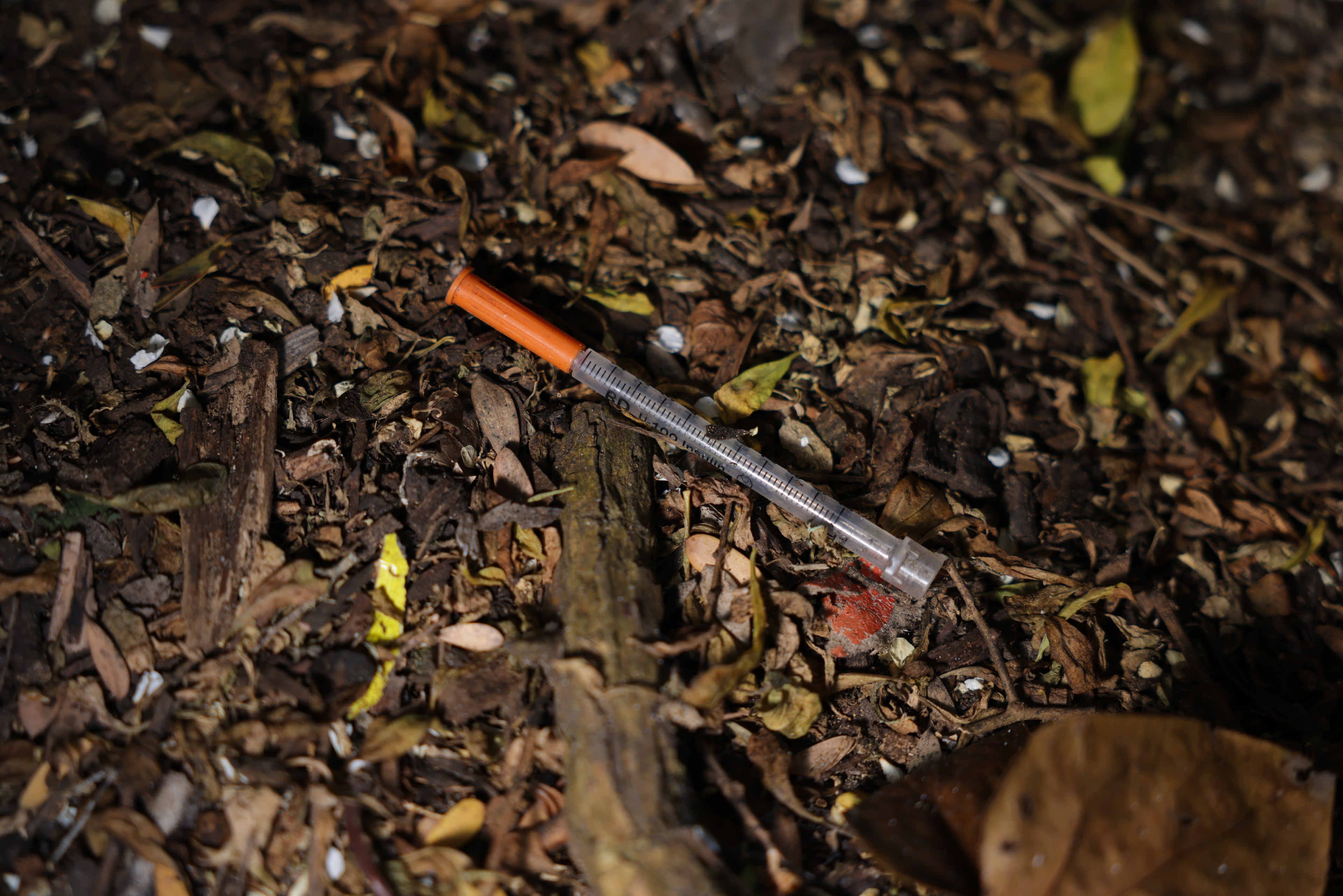 A needle on the ground in an abandoned campsite
