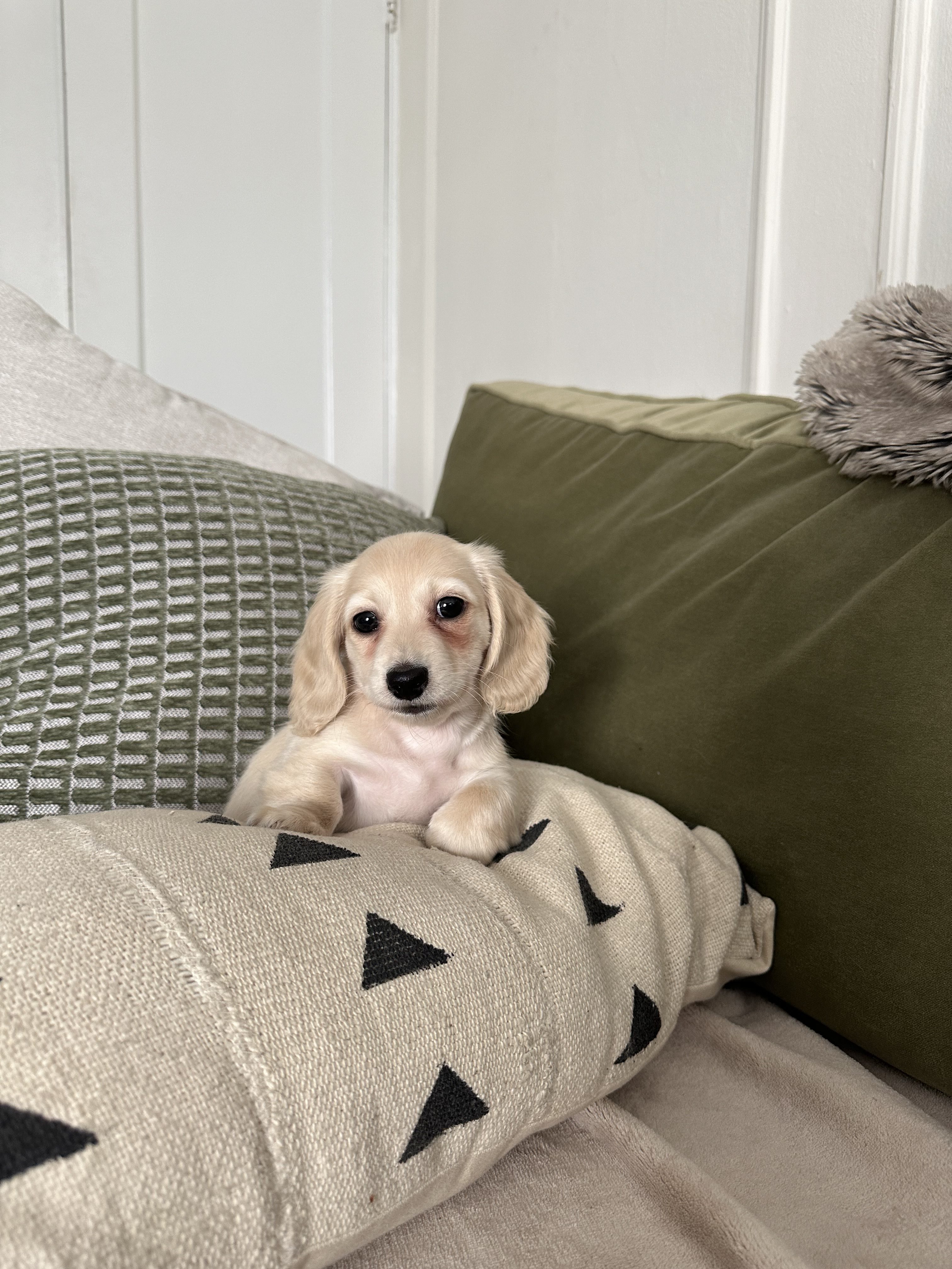 A small, light-colored puppy is nestled between two patterned pillows, one green and one with black triangles on beige. The background features white wooden paneling.