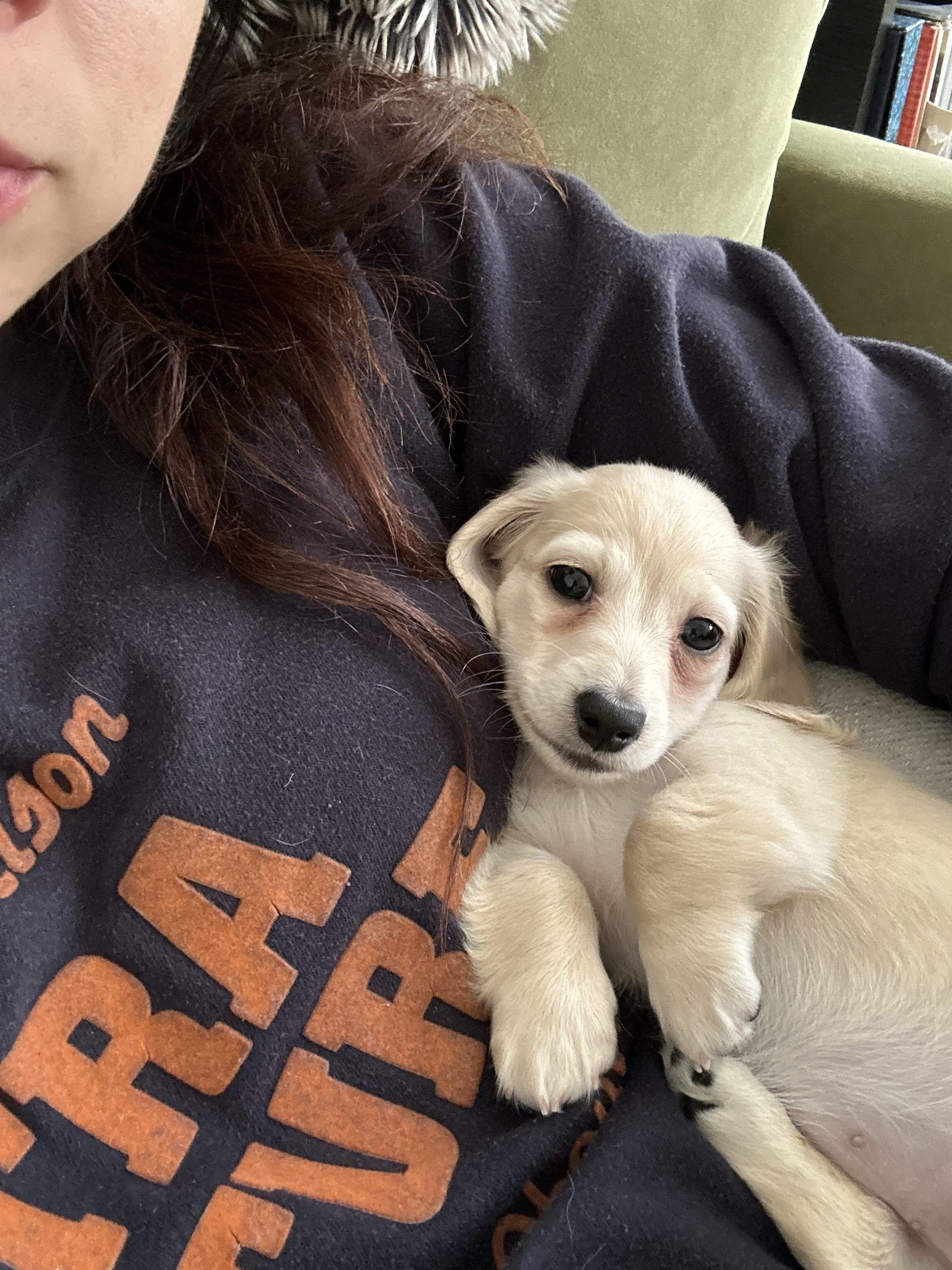 A small beige puppy rests comfortably against a person wearing a dark &quot;Extra Mural&quot; sweatshirt, with the puppy's big eyes and floppy ears prominently visible.