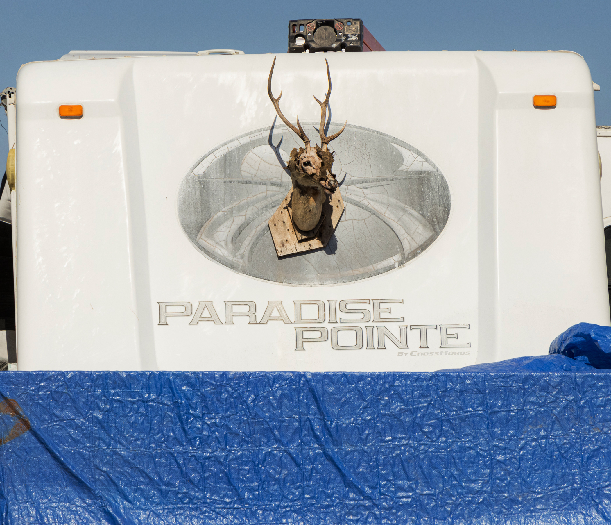 A white vehicle labeled &quot;Paradise Pointe&quot; shows a mounted deer head, partially covered by a blue tarp, under a clear blue sky.