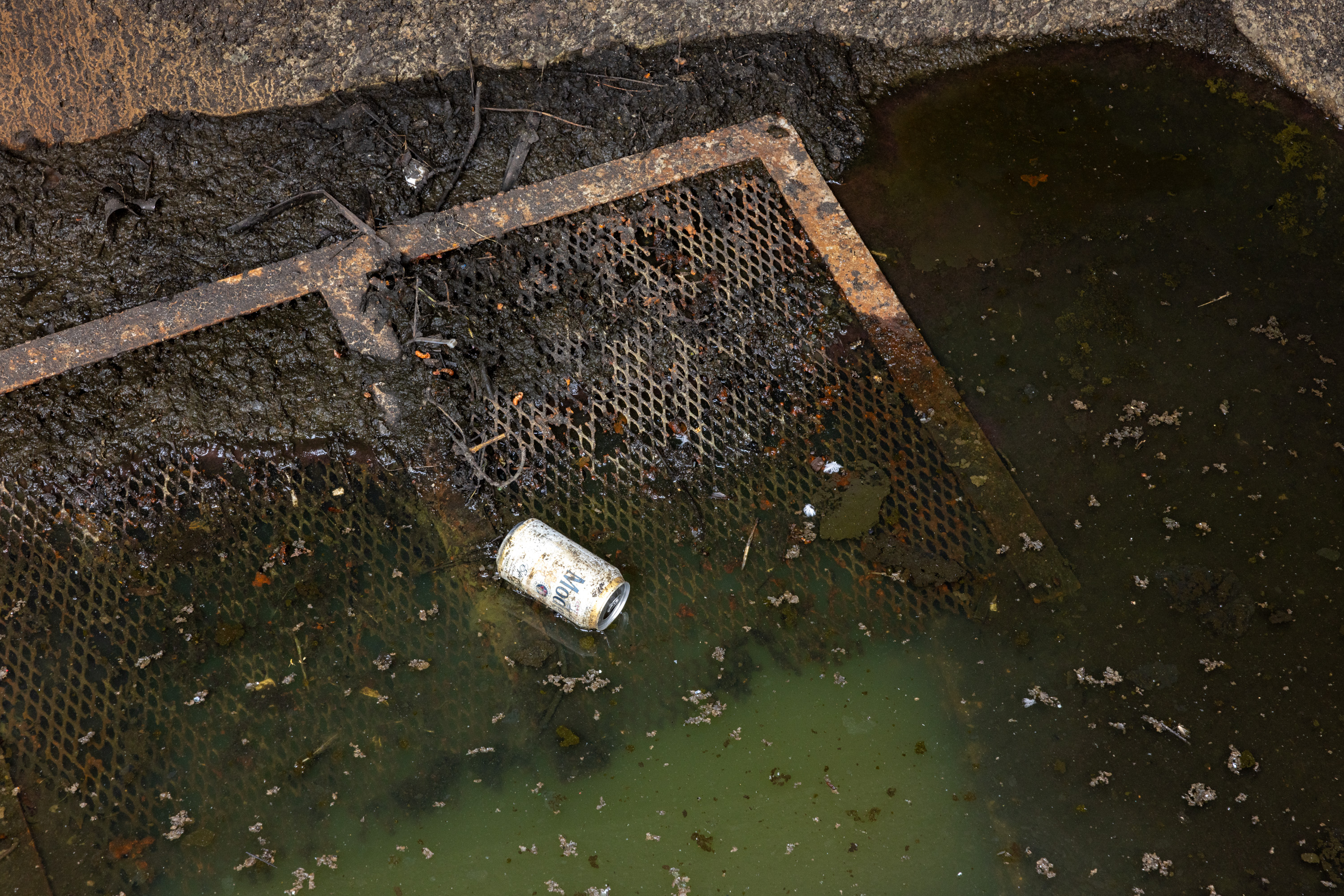 A discarded can lies on a rusted metal grate, partially submerged in murky green water with muddy debris surrounding it.