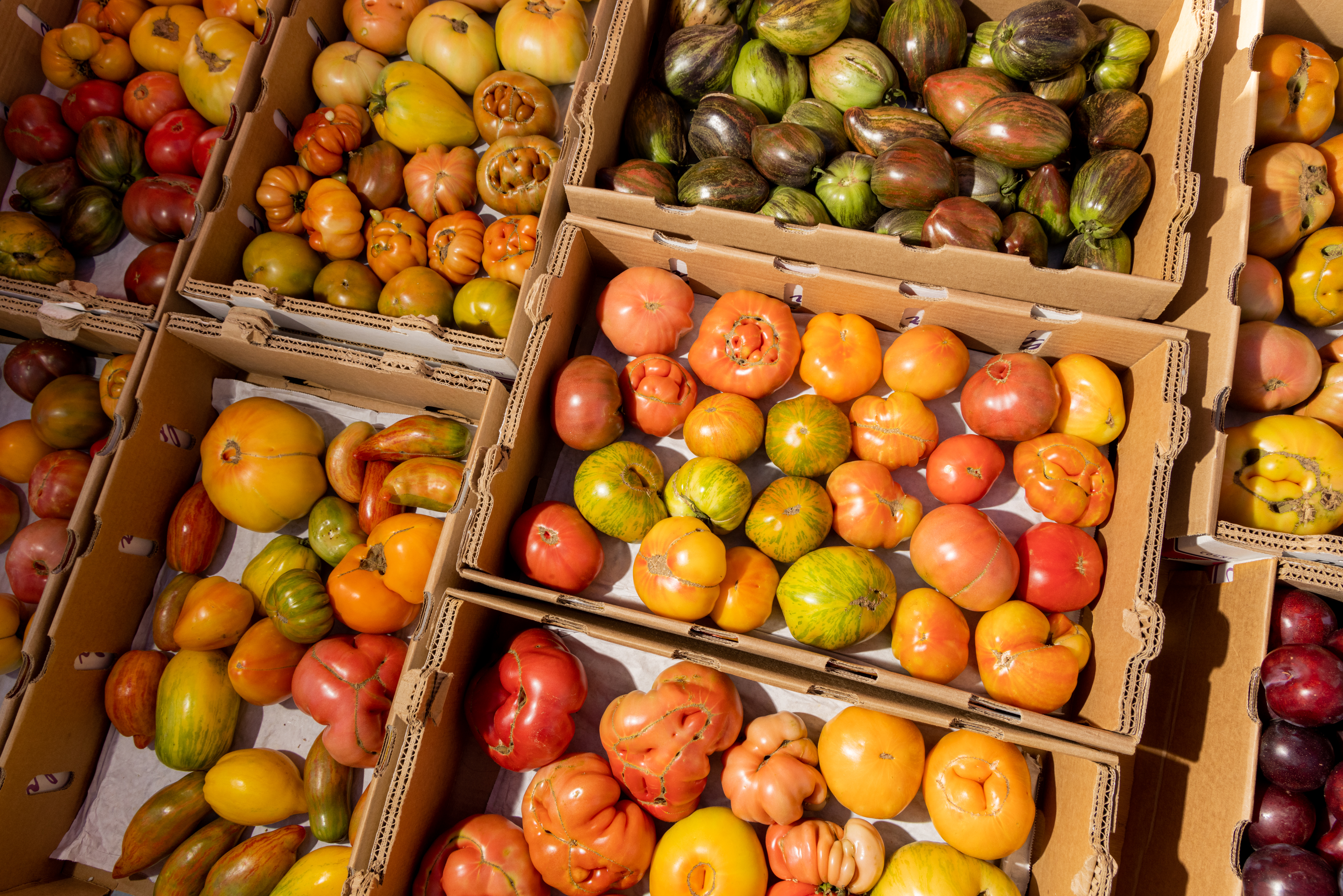 The image shows various boxes filled with colorful heirloom tomatoes, showcasing a variety of shapes and colors, including red, yellow, and green hues.