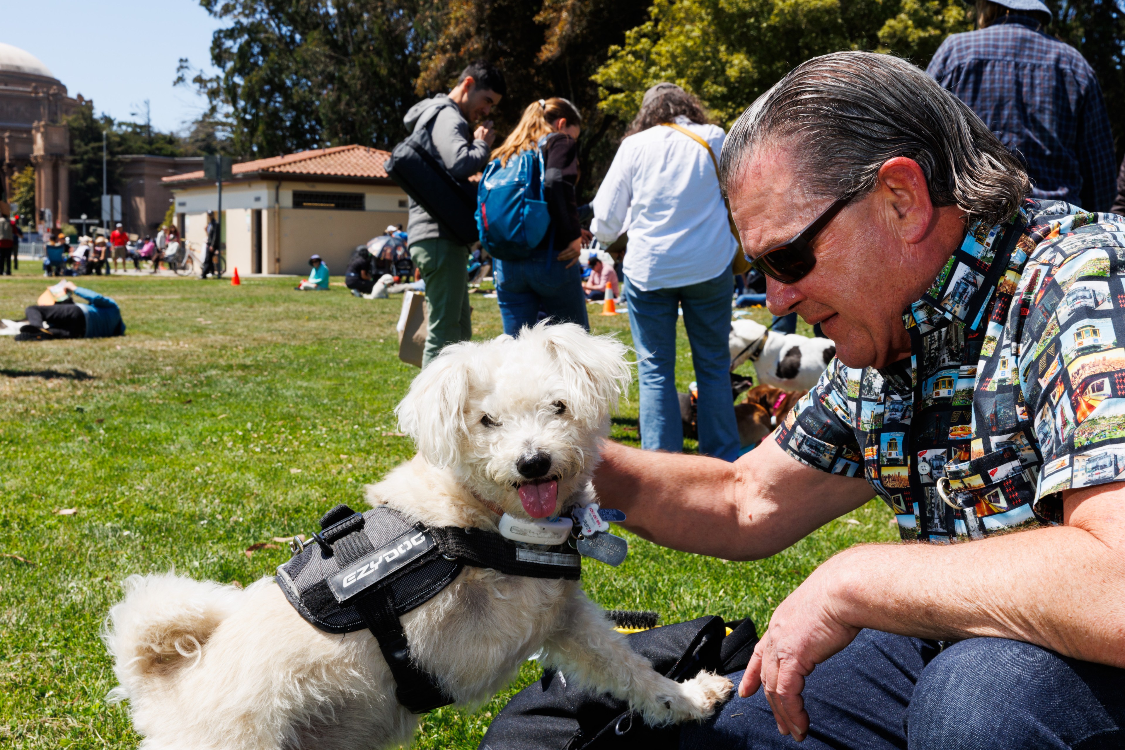 An older man wearing sunglasses and a patterned shirt pets a small, white dog on a grassy field, with other people and dogs visible in the background.