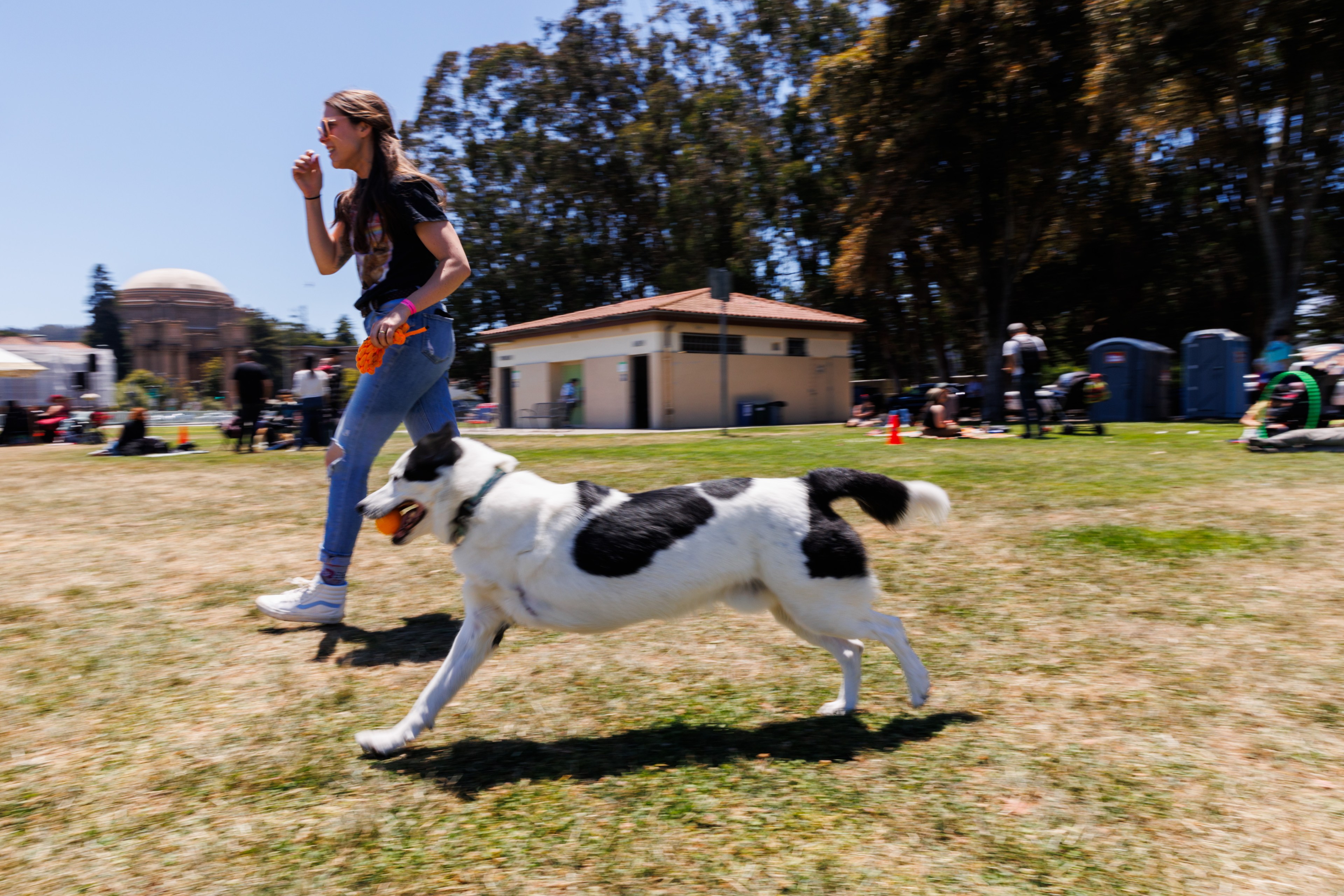 A woman in casual clothes walks along a park while a black and white dog runs beside her, holding an orange ball. People are relaxing in the background.