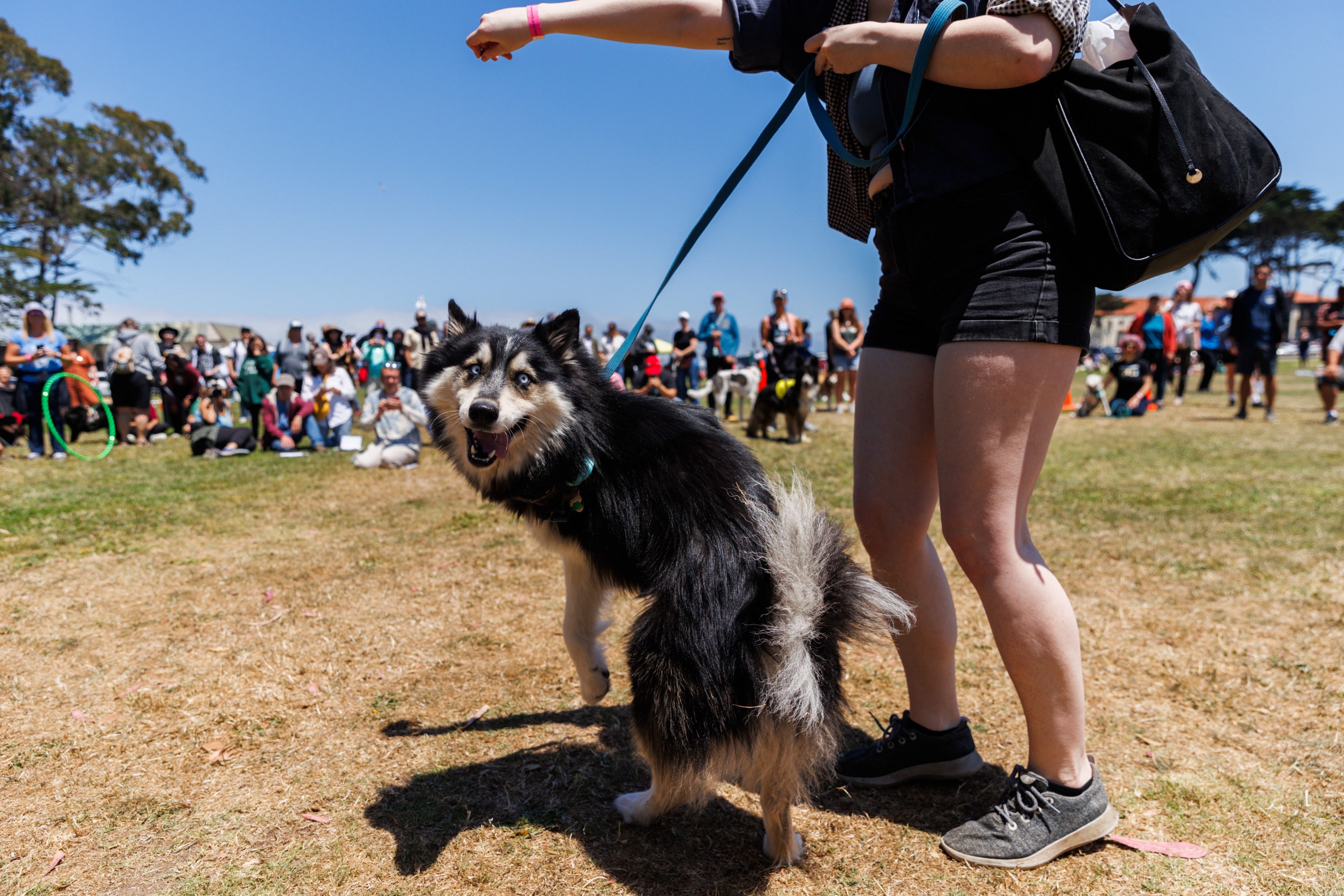 A fluffy black and white dog on a leash stands in a park, looking back happily. The handler has short, dark shorts and many people are gathered in the background.