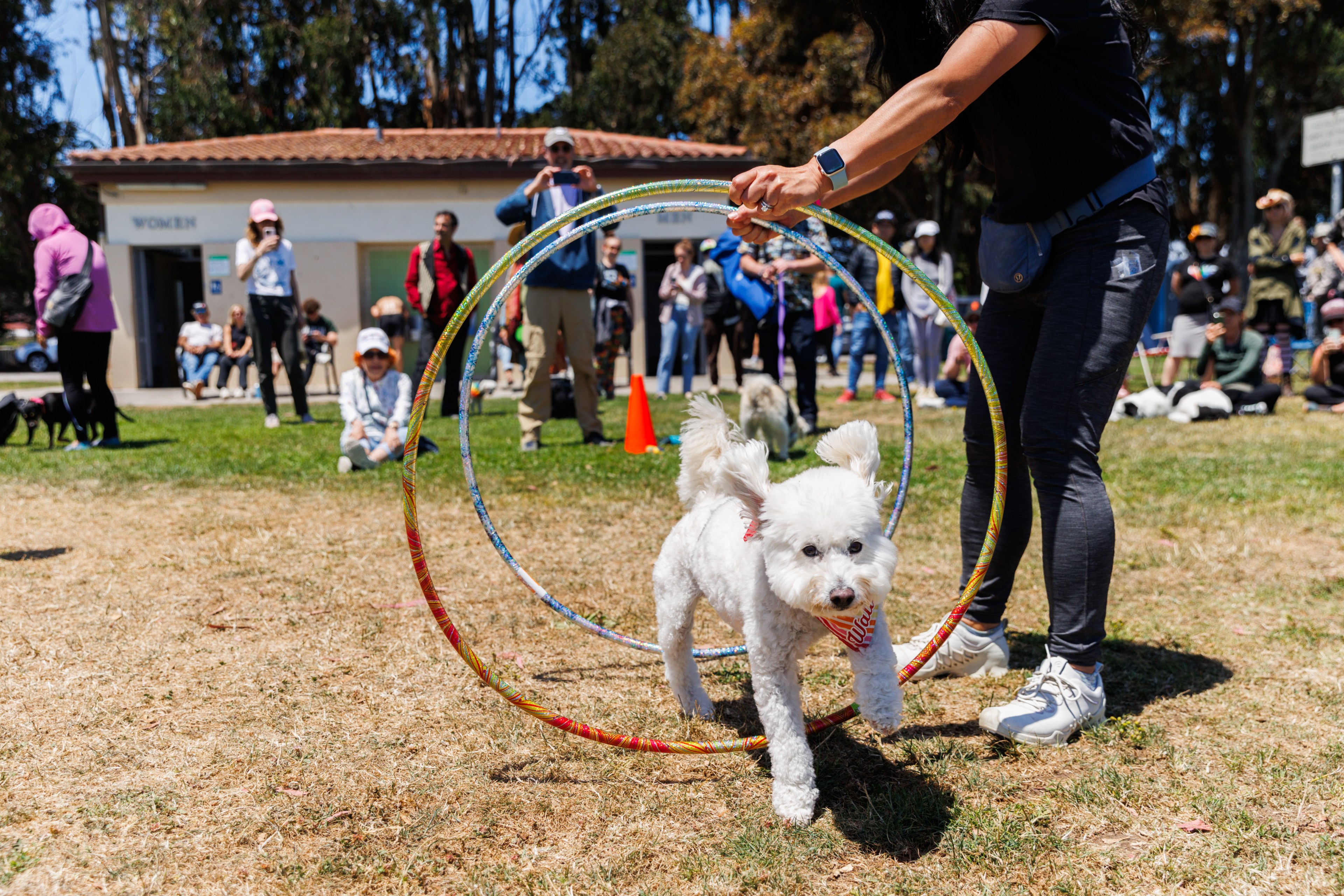 A small white dog is jumping through two colorful hula hoops held by a person, while a group of people watch in an outdoor park setting.