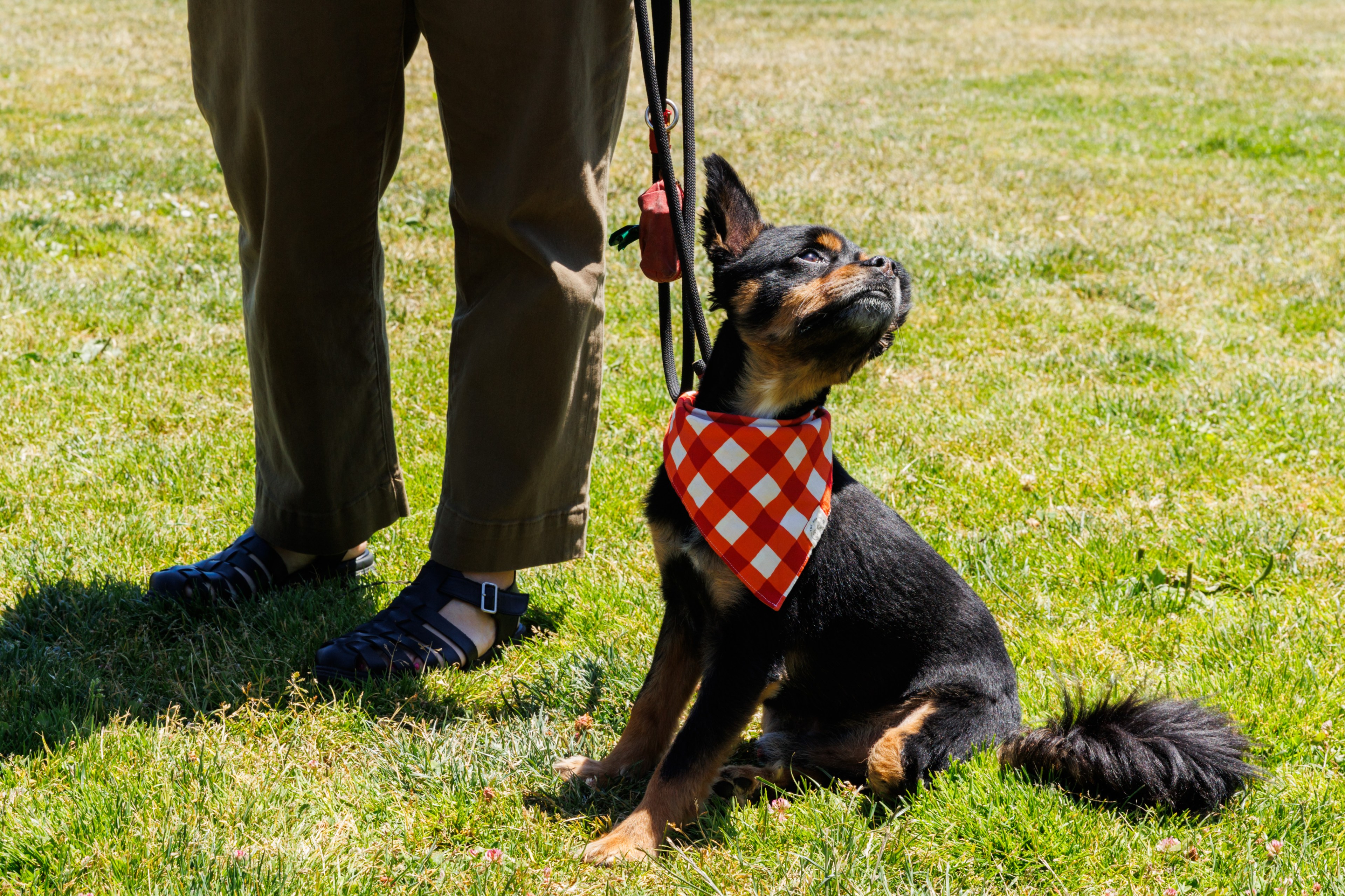 A small dog with a black and tan coat sits on the grass wearing an orange and white checkered bandana, next to a person dressed in brown pants and black shoes.