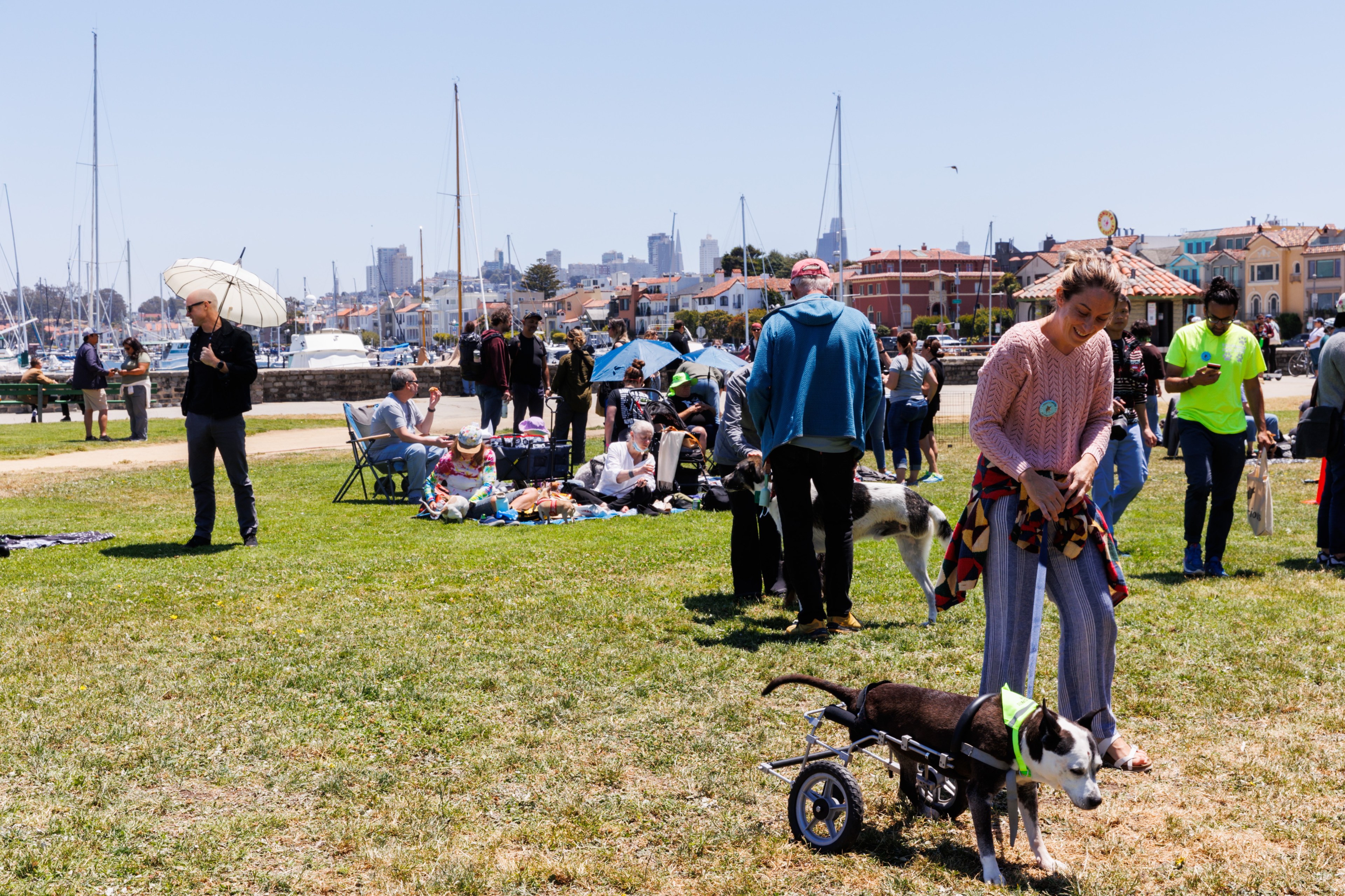 People are gathered at a park near a marina, sitting on the grass and socializing. A woman is helping a dog in a wheelchair, others are relaxing under umbrellas.
