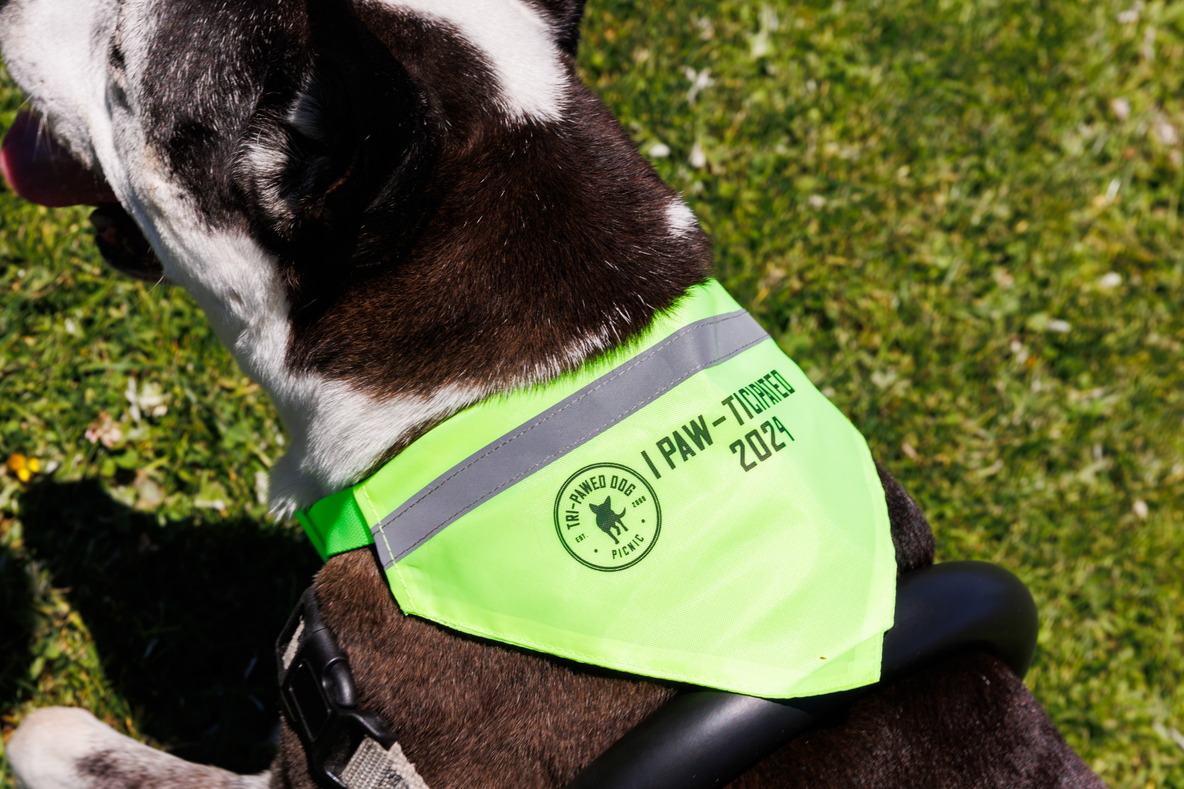 A dog wears a bright green bandana with text &quot;I PAW-TICIPATED 2024&quot; and a logo that reads &quot;Tri-Pawed Dog Picnic&quot; in a grassy area.