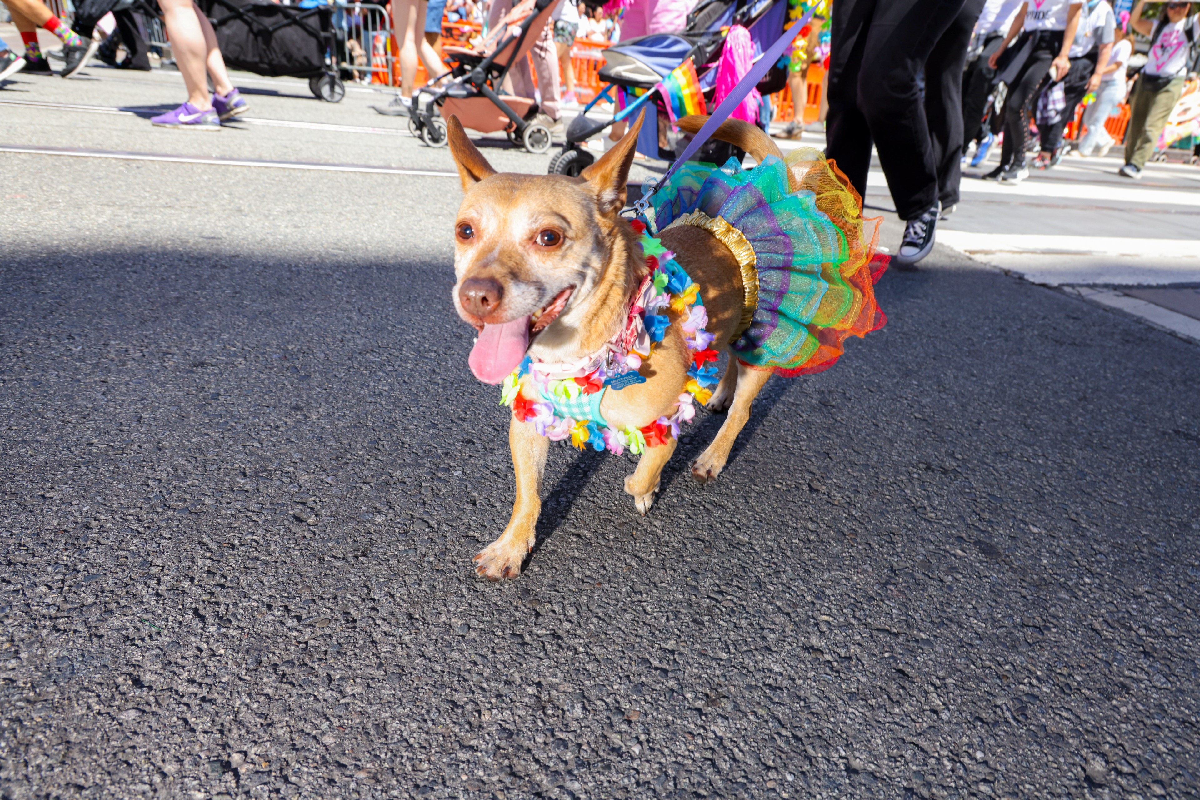A small dog in a colorful tutu and flower necklace is walking on the street during a vibrant parade, with people and strollers visible in the background.