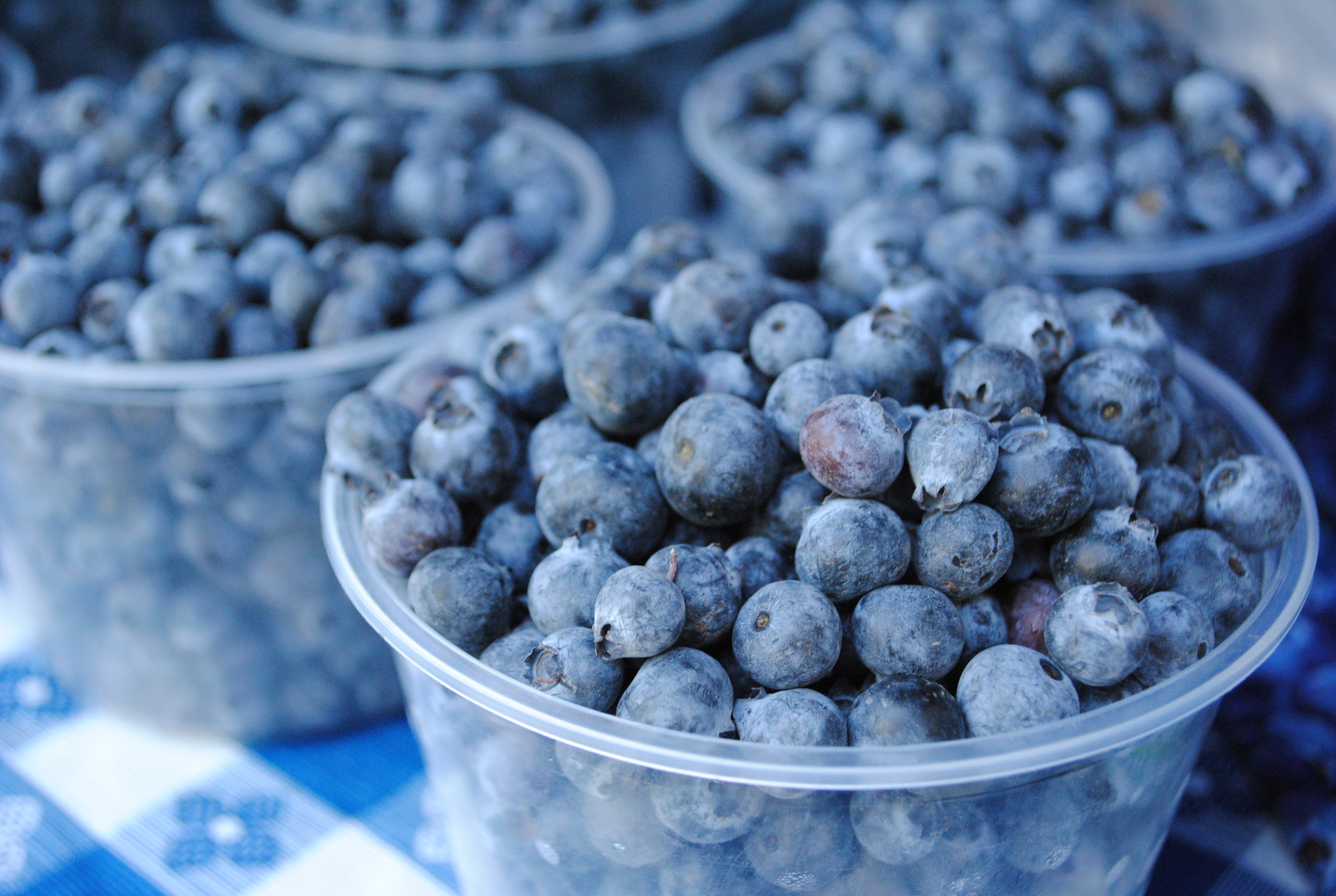 Plastic containers of blueberries sit on a table covered in a blue-and-white checkered tablecloth.