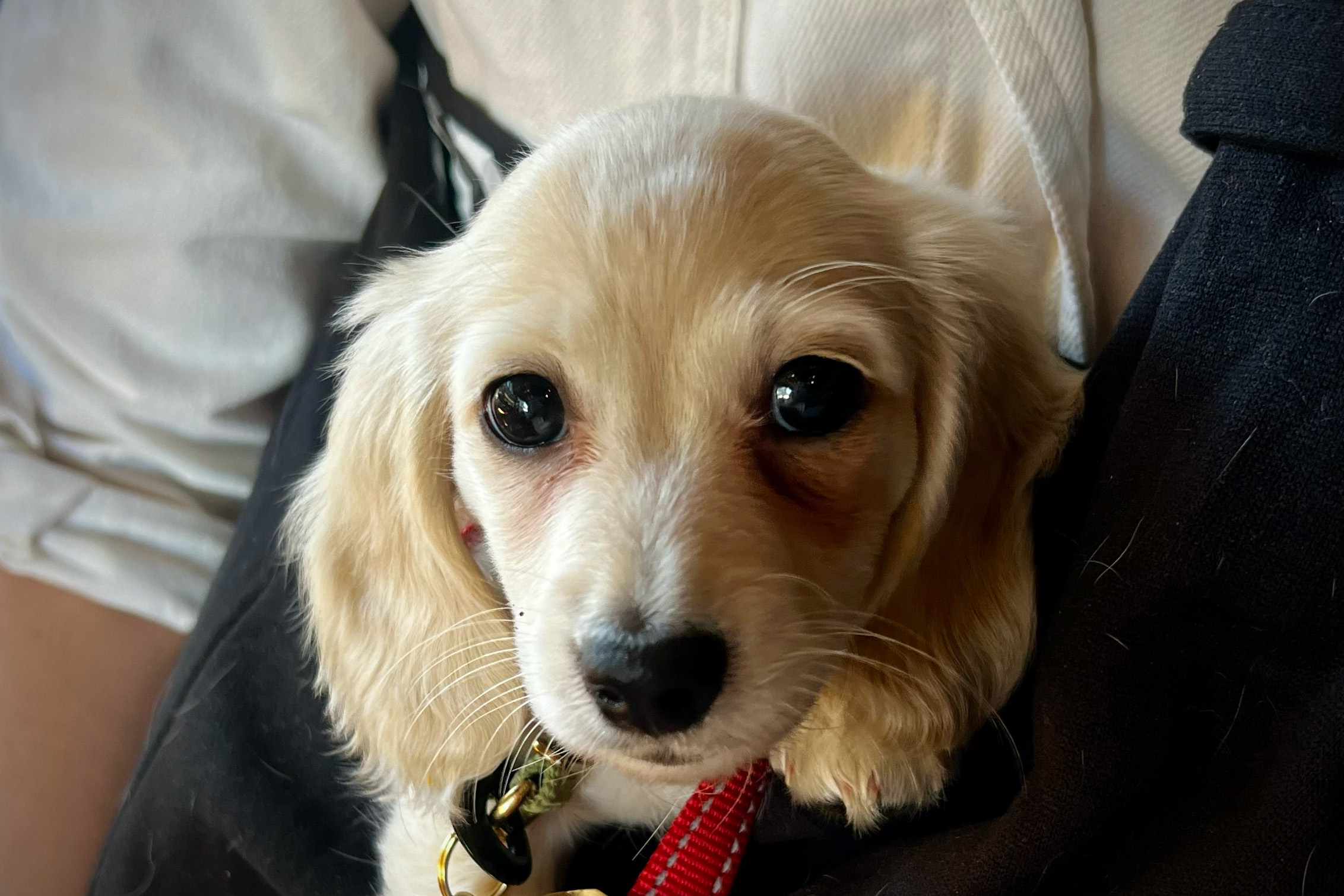 Olive, a nine-week-old puppy