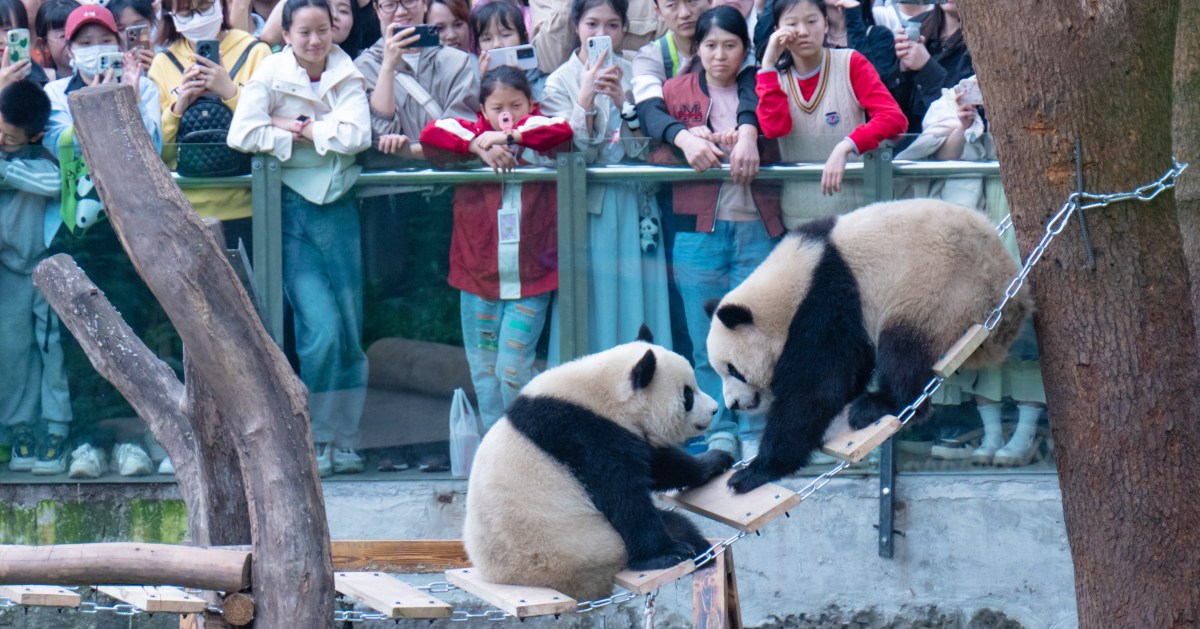 To pay for pandas, SF mayor to ask Big Tech for money