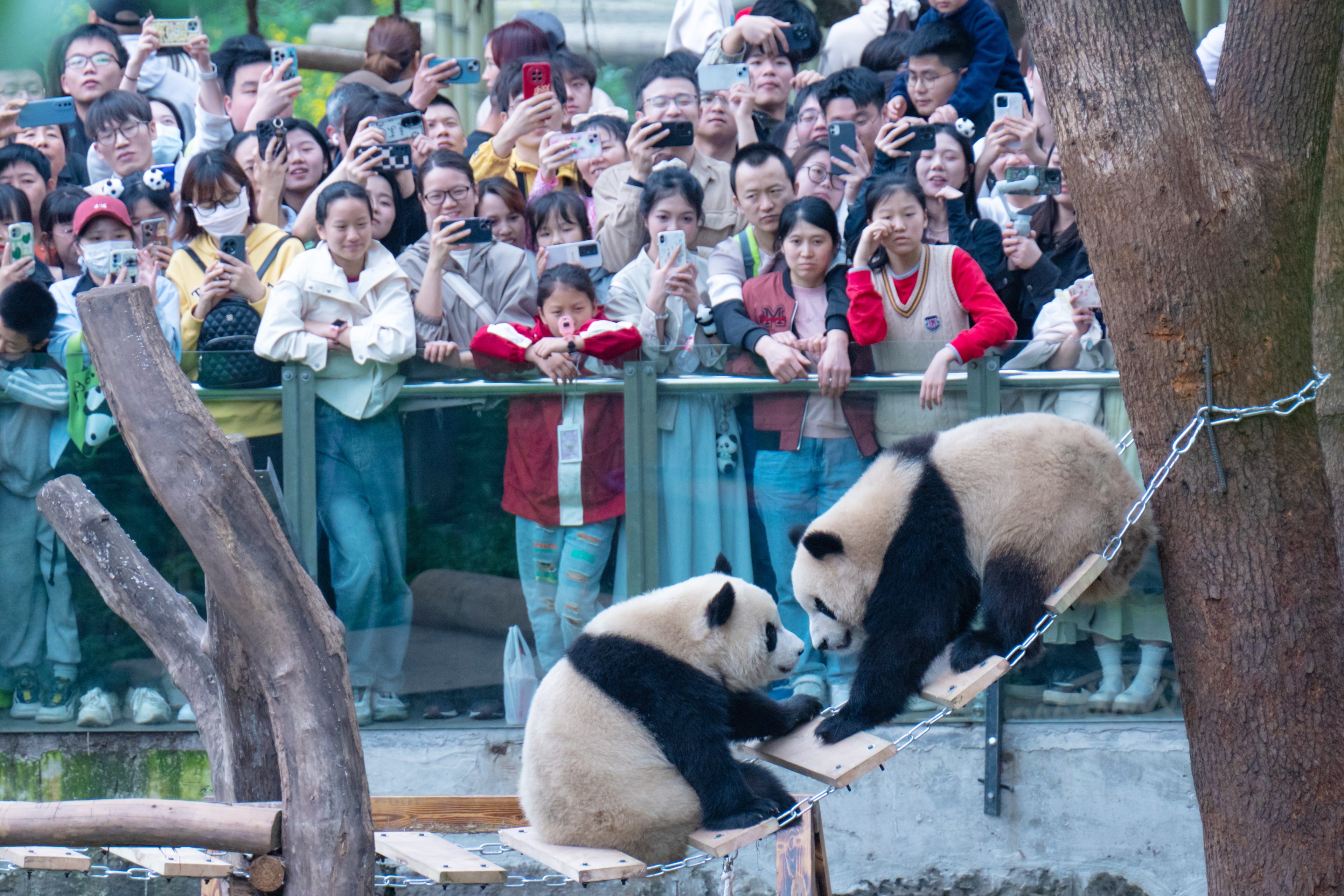 A crowd watches and takes pictures of two pandas on a wooden platform. One panda sits down while the other climbs up a ladder.