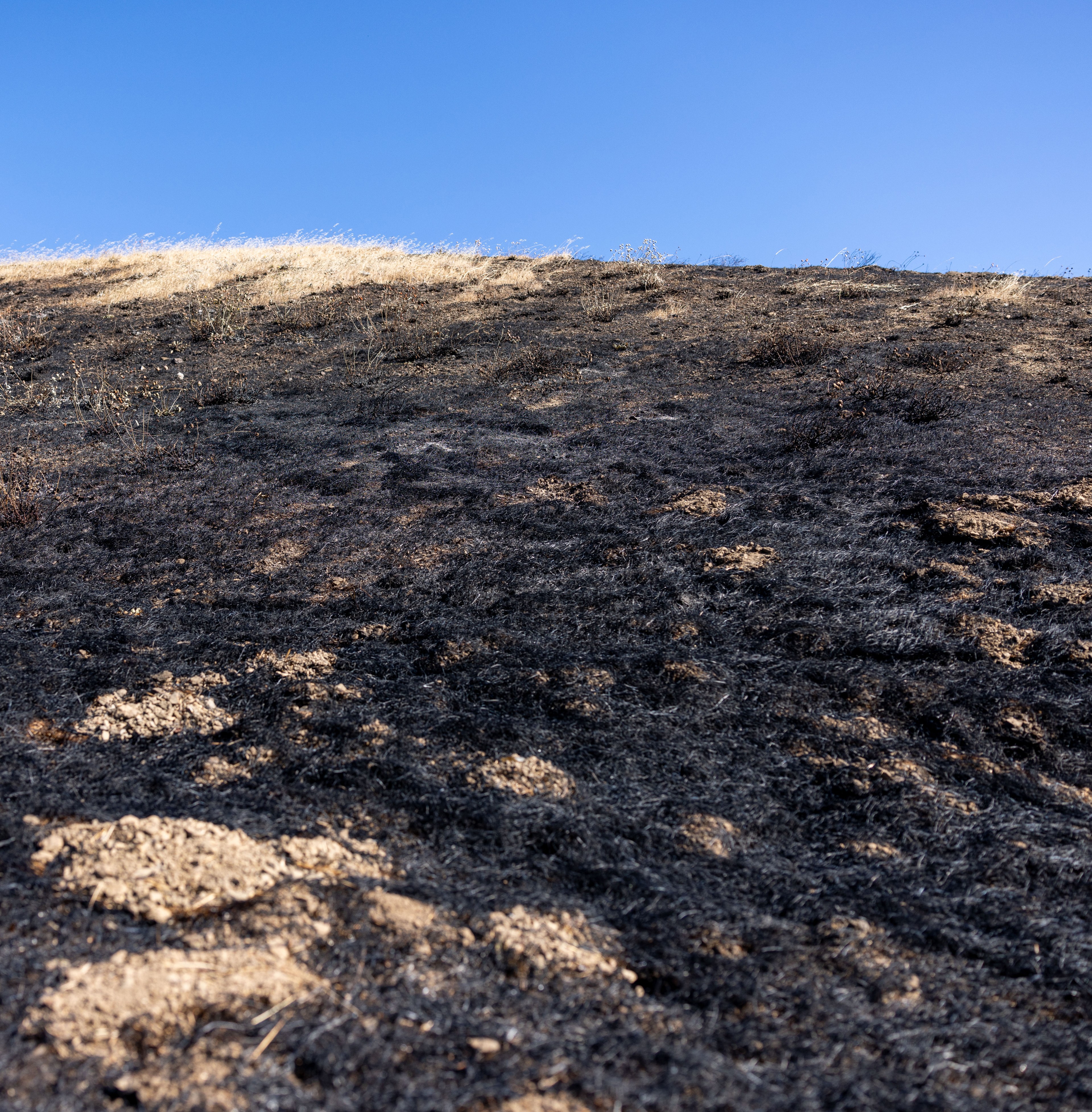 The image depicts a hillside with partially burnt grass, transitioning from charred black areas at the bottom to unburnt dry yellow grass at the top, under a clear blue sky.