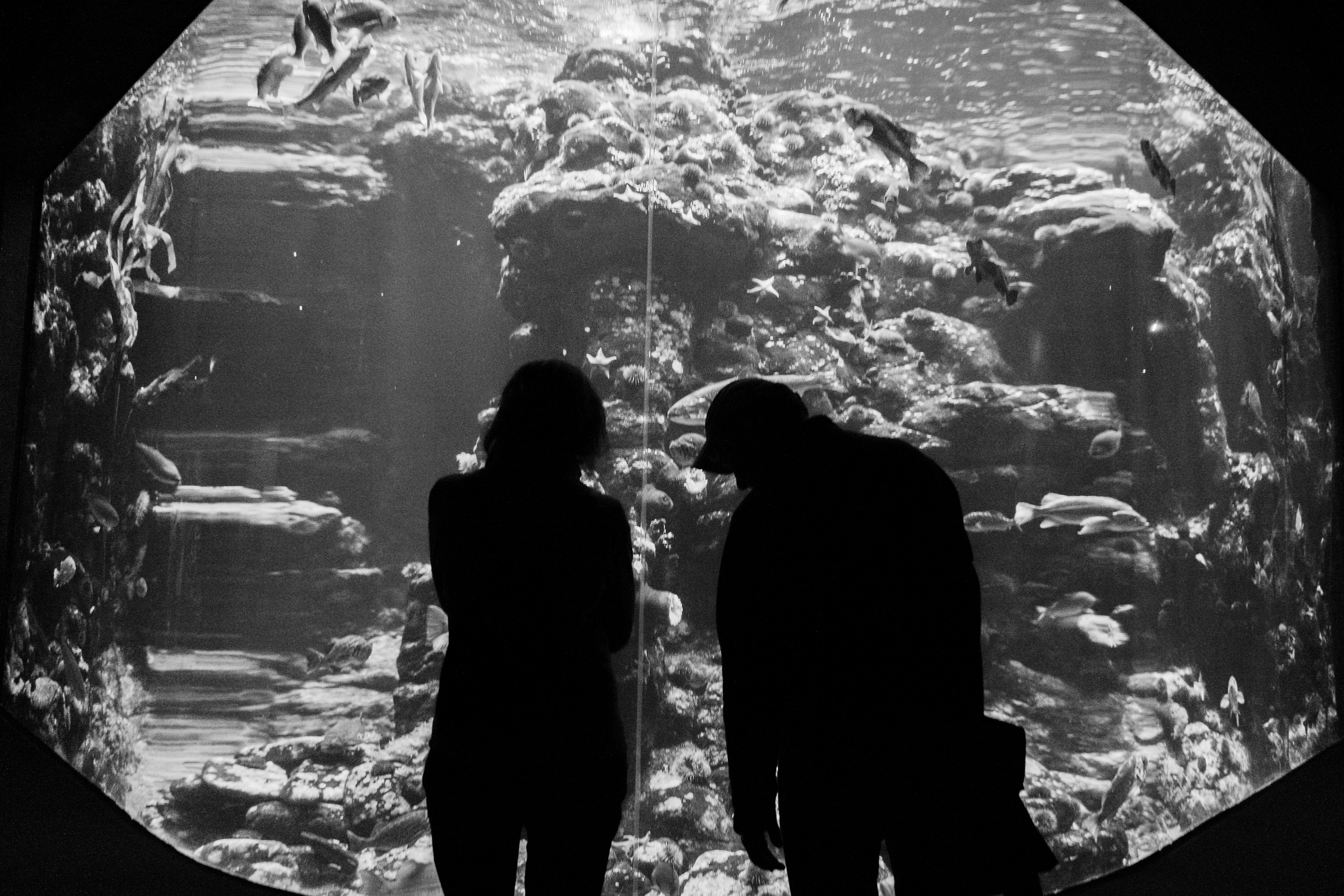 This black-and-white image shows two silhouetted individuals standing in front of a large aquarium, filled with various fish and a rocky underwater landscape.
