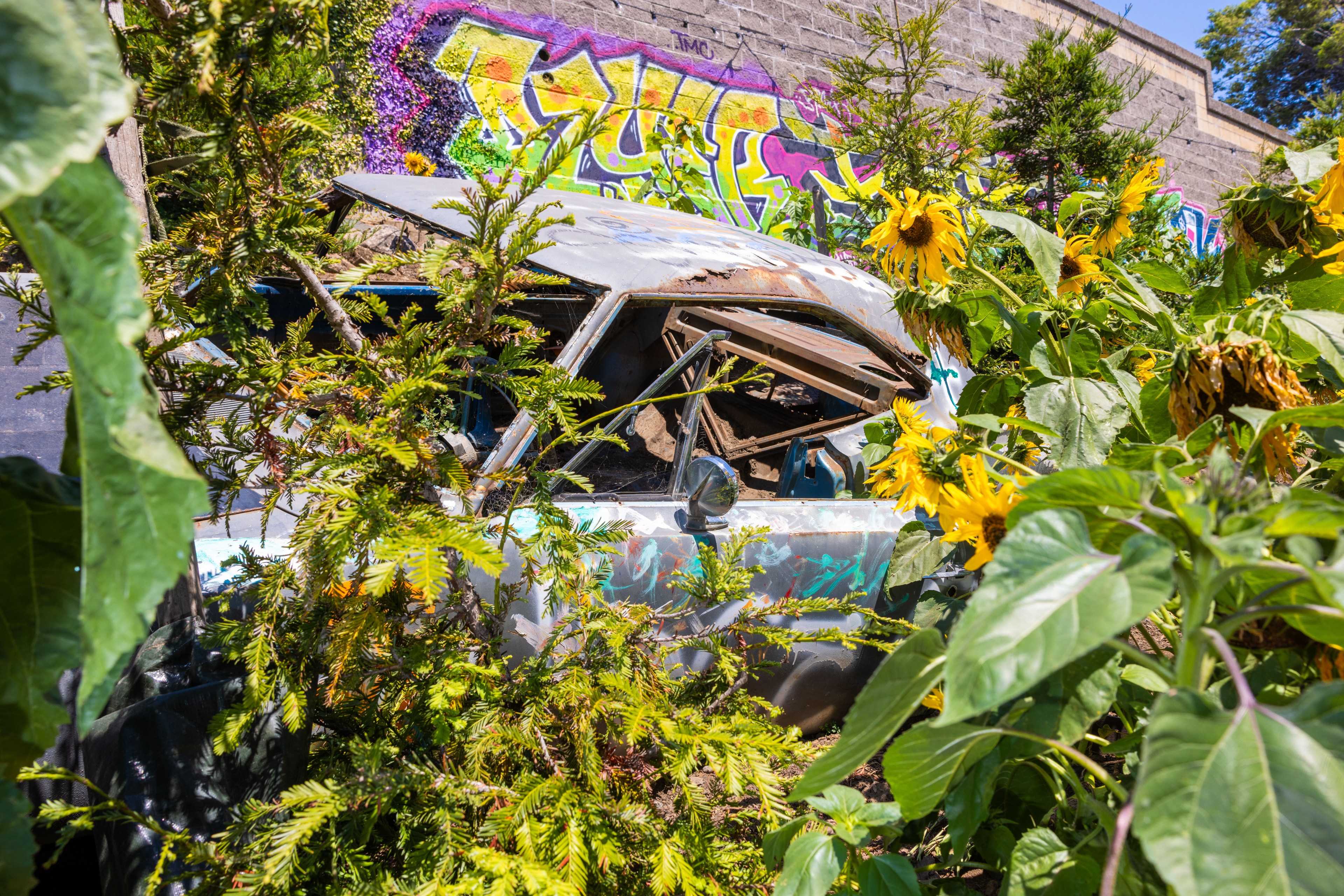 A rusted, abandoned car is overgrown with plants and sunflowers, set against a graffiti-covered wall. The image conveys a sense of decay and urban nature reclamation.