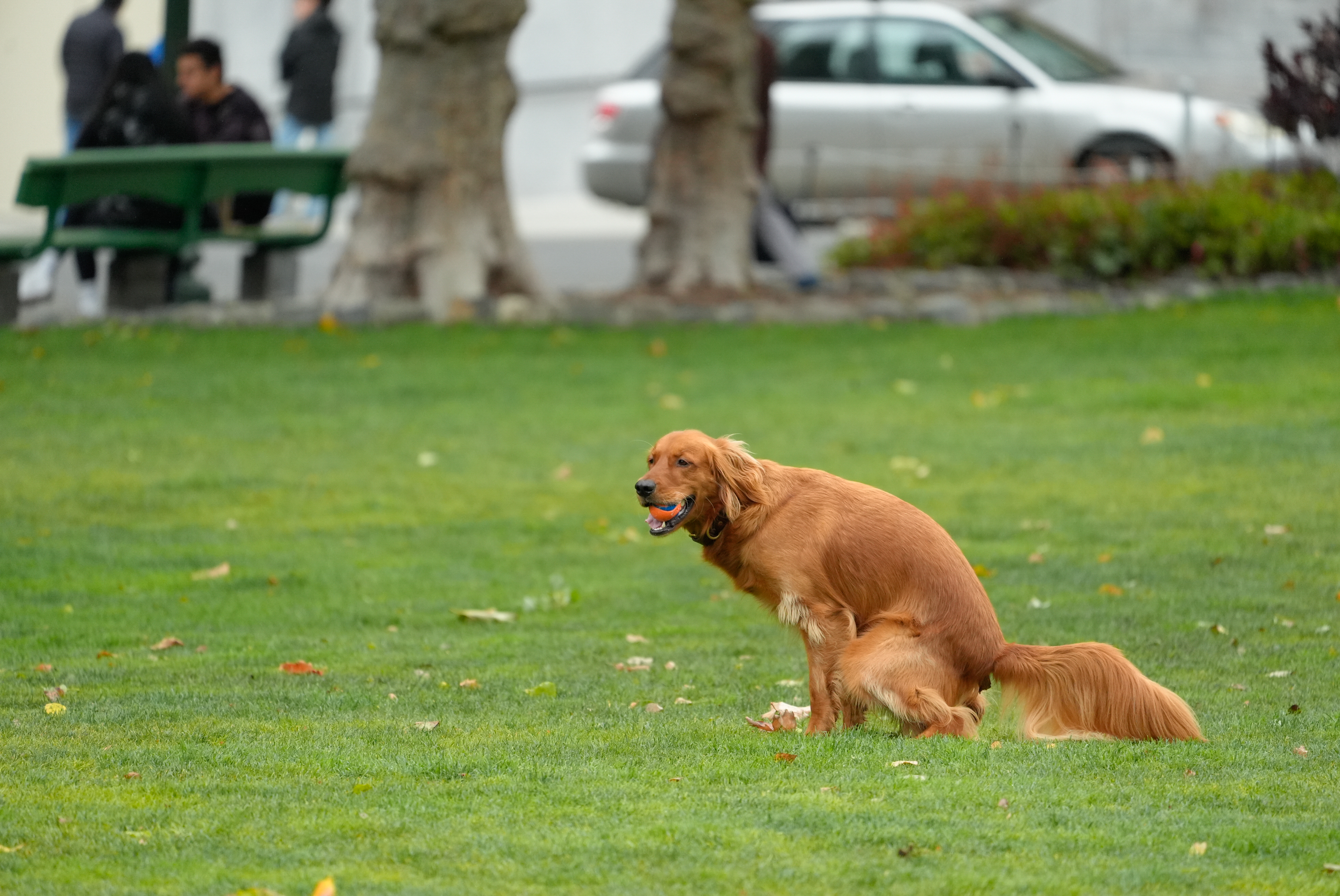 A golden retriever is relieving itself in a grassy park, with a car and some people sitting on a bench in the background.