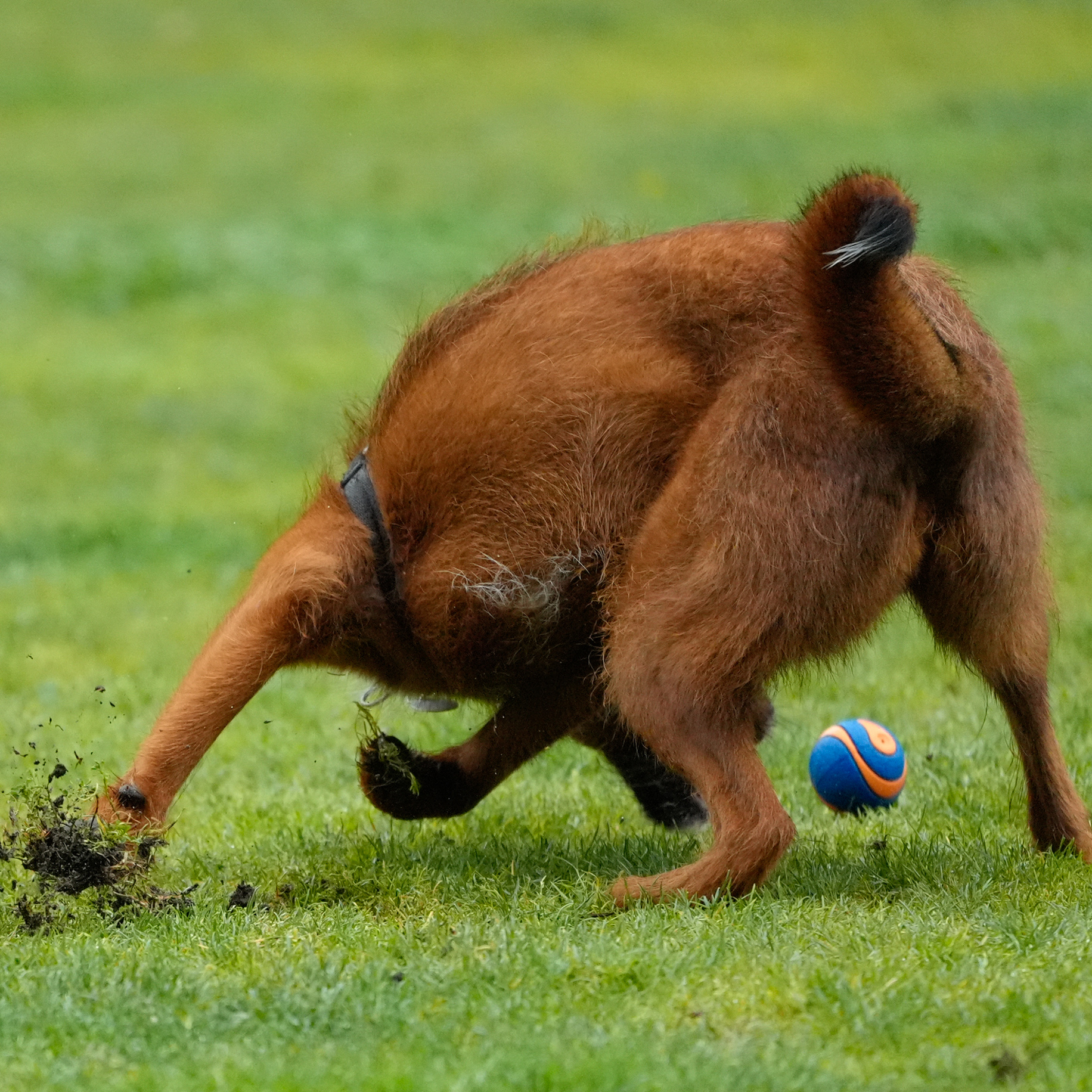 A brown dog is digging energetically into the grass with its head down and tail up, with a blue and orange ball lying nearby on the ground.