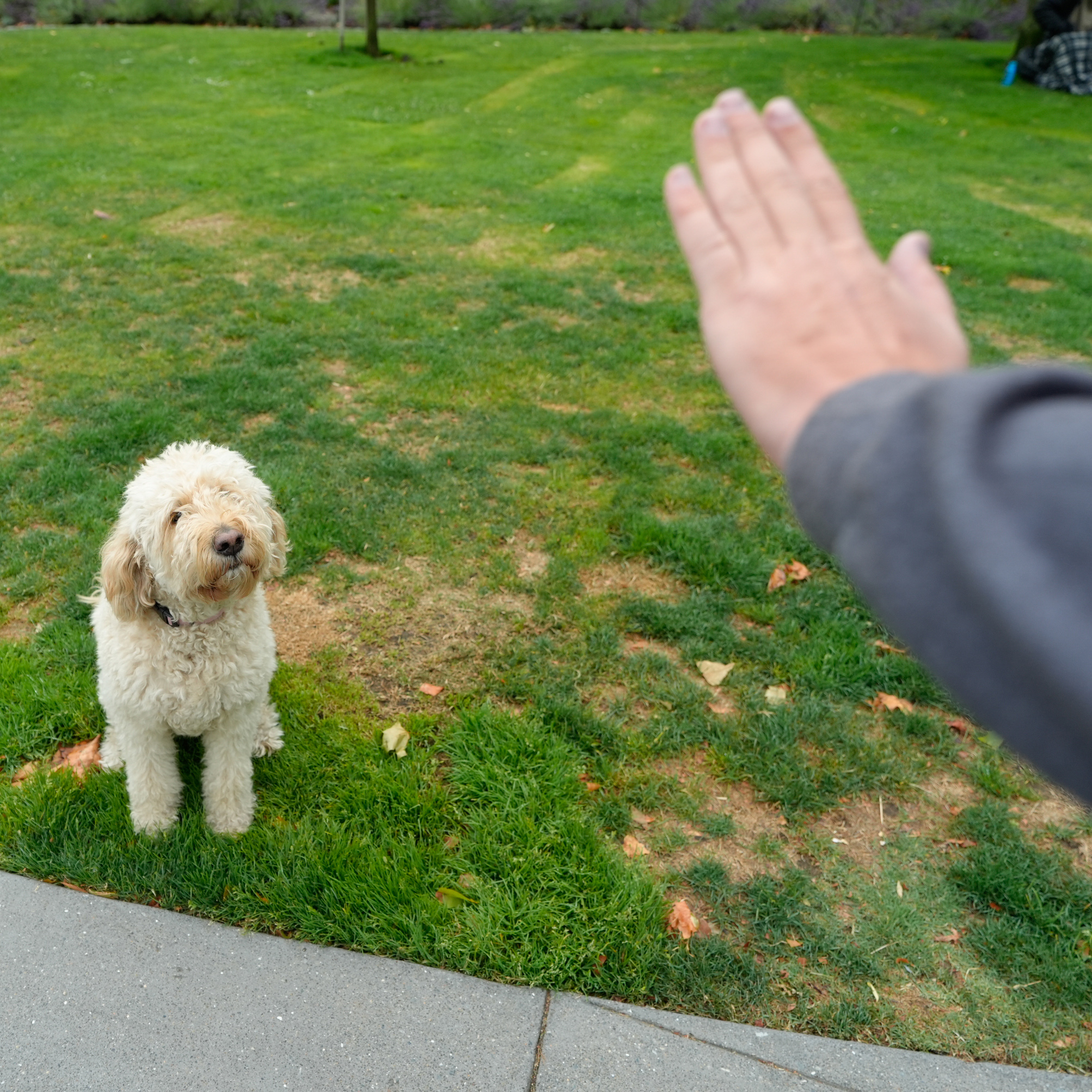 A fluffy, cream-colored dog sits on a grassy area next to a sidewalk, looking up at a person's outstretched hand in a gesture, likely commanding the dog.