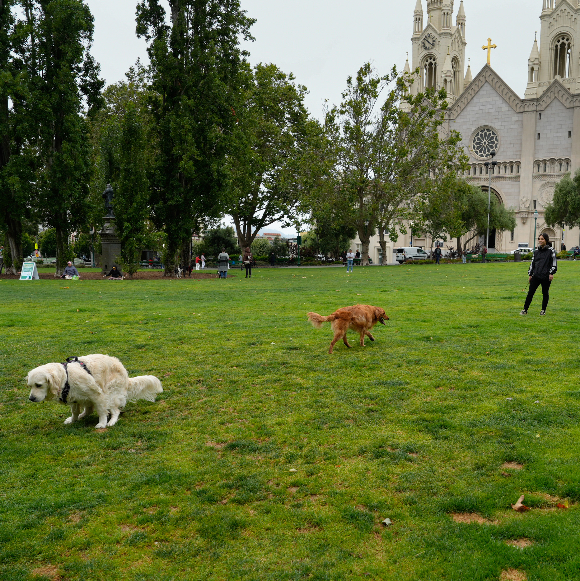 In a park with a grand church in the background, a white dog is about to poop while a golden retriever walks nearby. A person in dark clothing stands watching them.