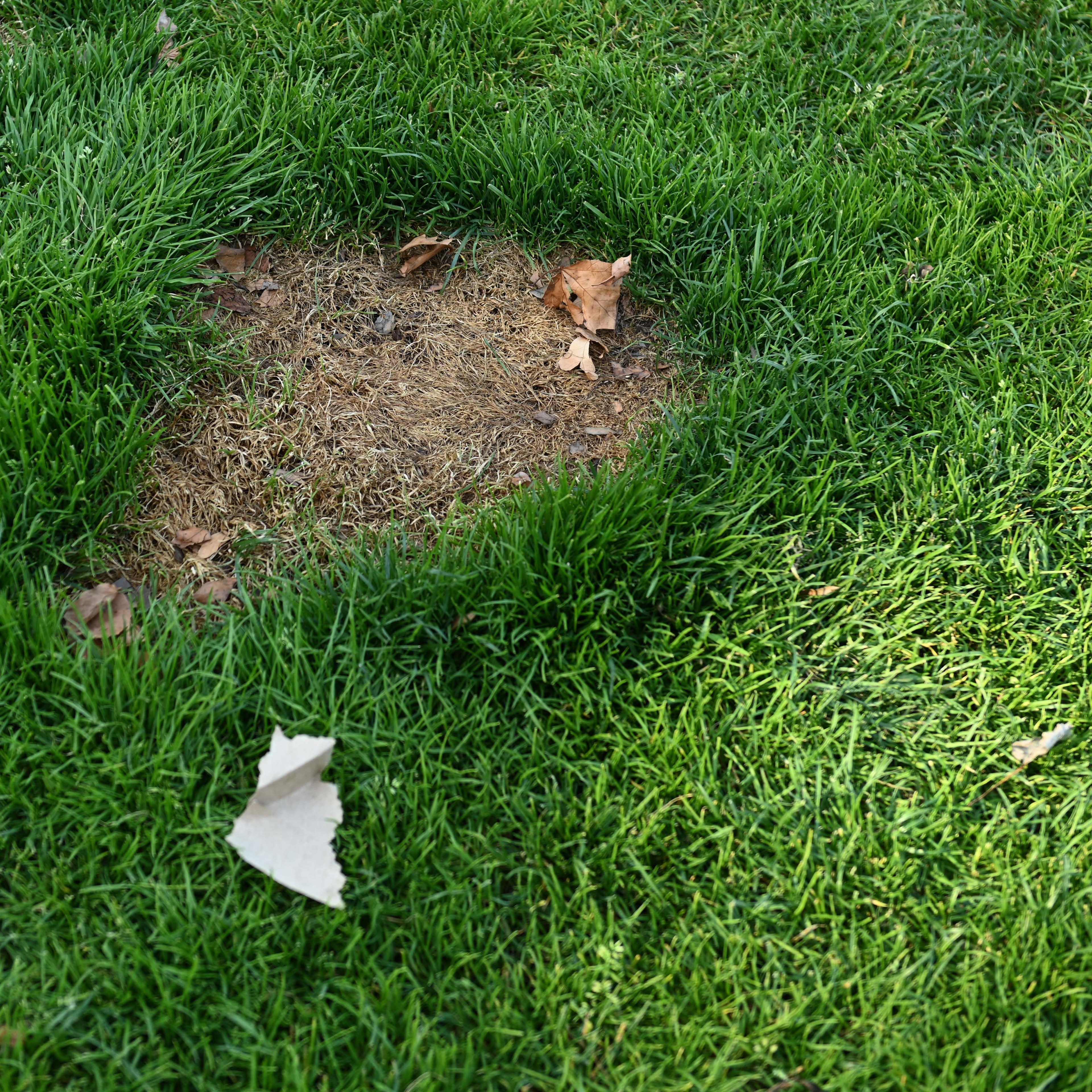 A patch of brown, dry grass with scattered leaves is surrounded by vibrant green grass. A piece of torn paper rests on the green grass in the forefront.