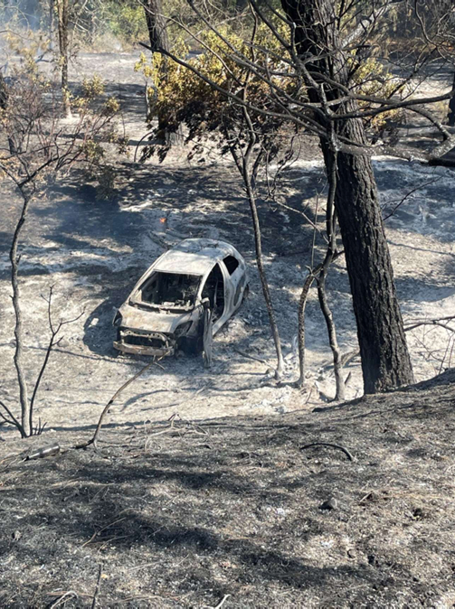 Burnt car among dead trees