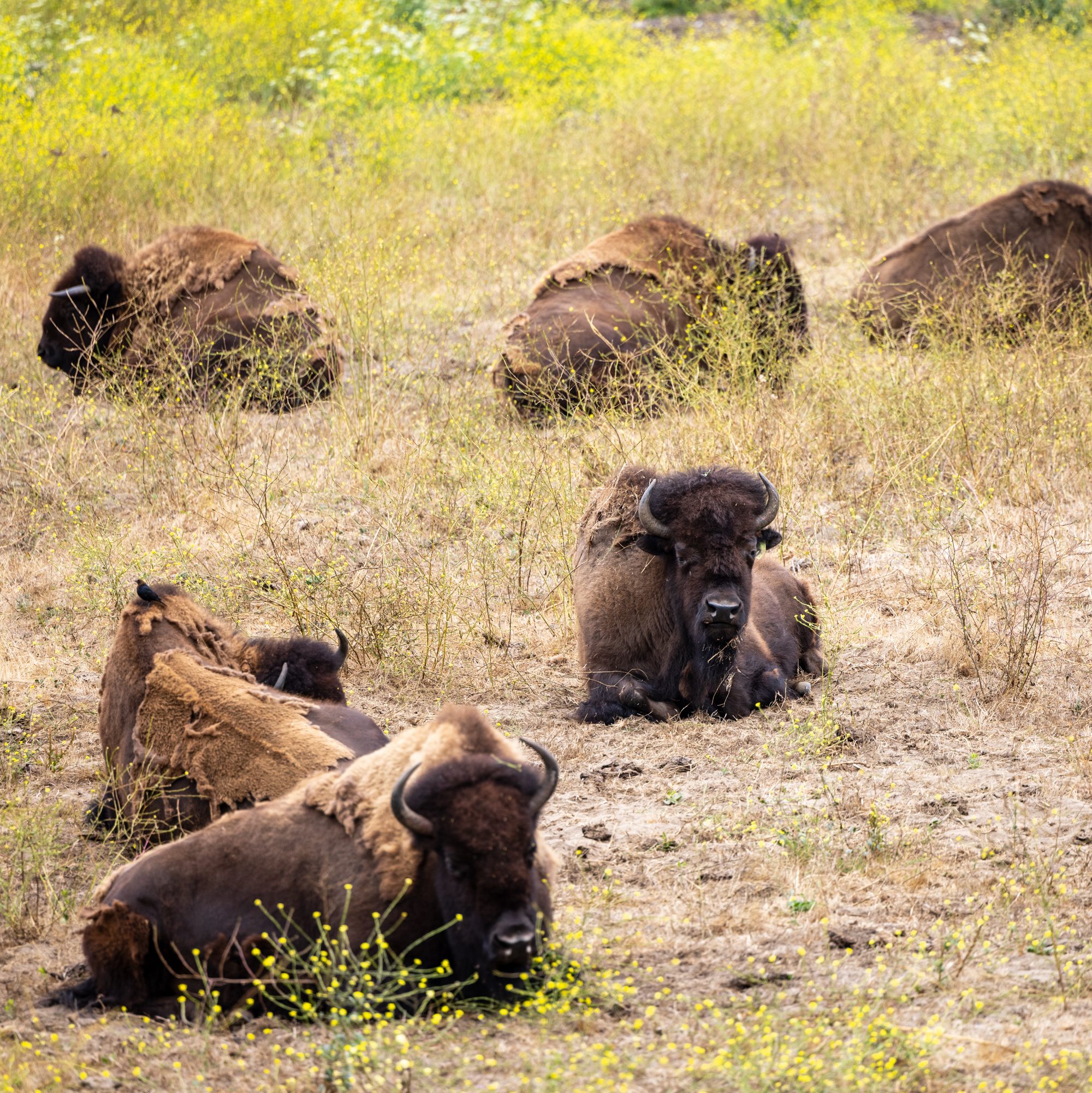 A group of bison are lounging on dry, grassy terrain, with some lying down and others sitting upright. Green foliage surrounds them in the background.