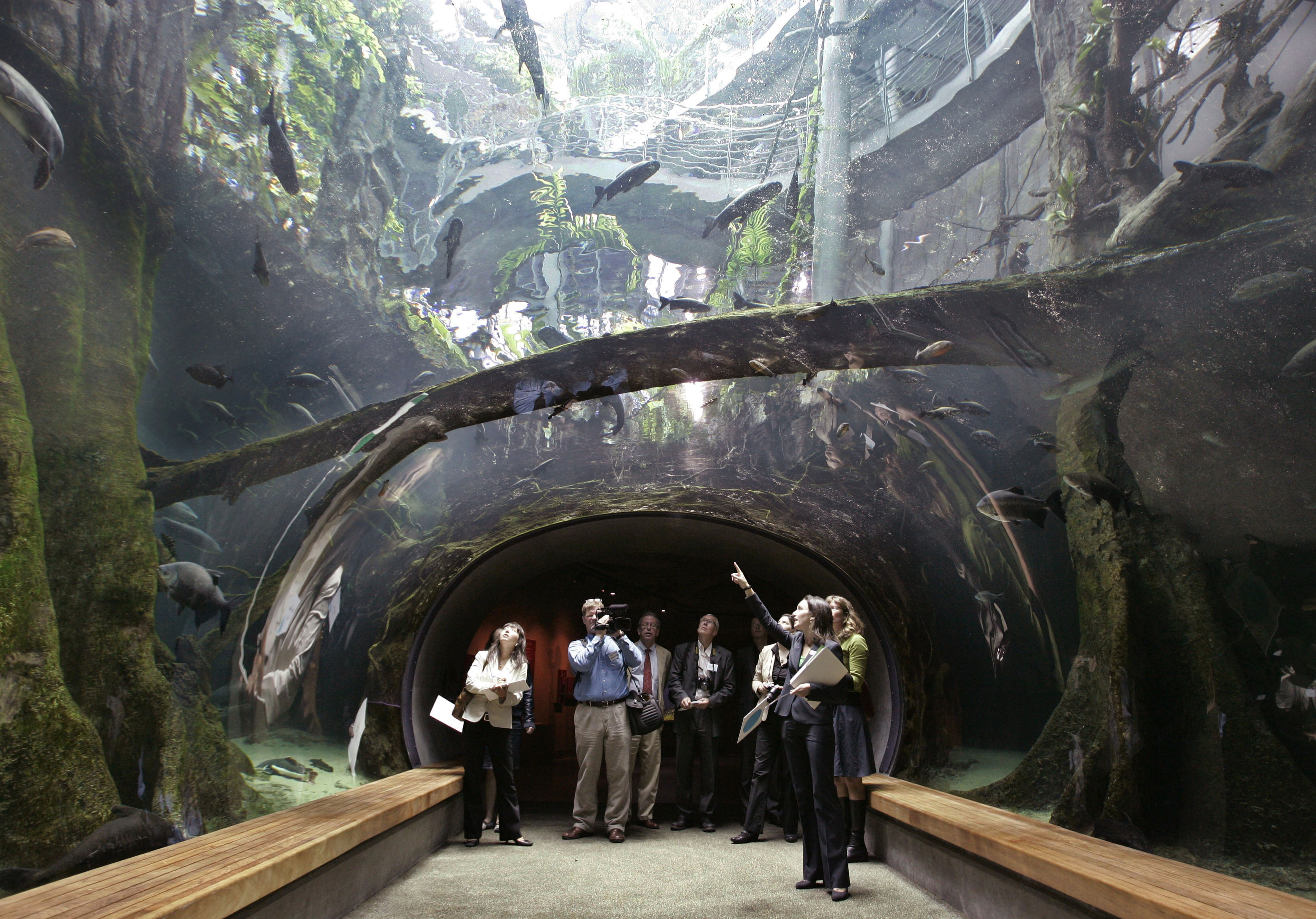 A group of people stand in an underwater tunnel, observing fish swimming overhead. The tunnel is surrounded by aquatic plants and clear water.