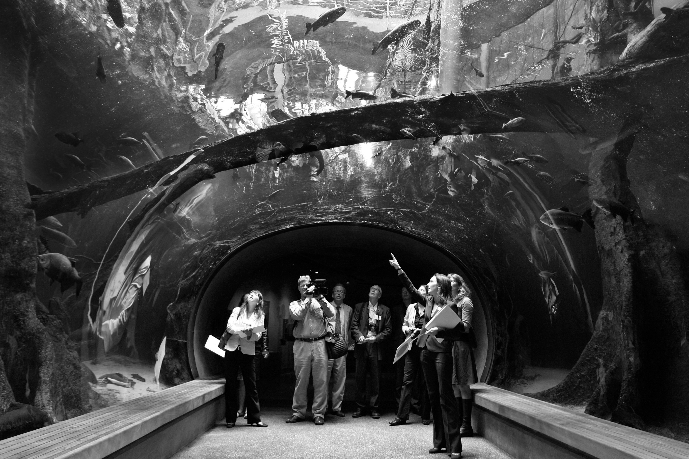 A group of people stands inside an underwater tunnel at an aquarium, looking up at various fish swimming overhead and one person pointing upwards.