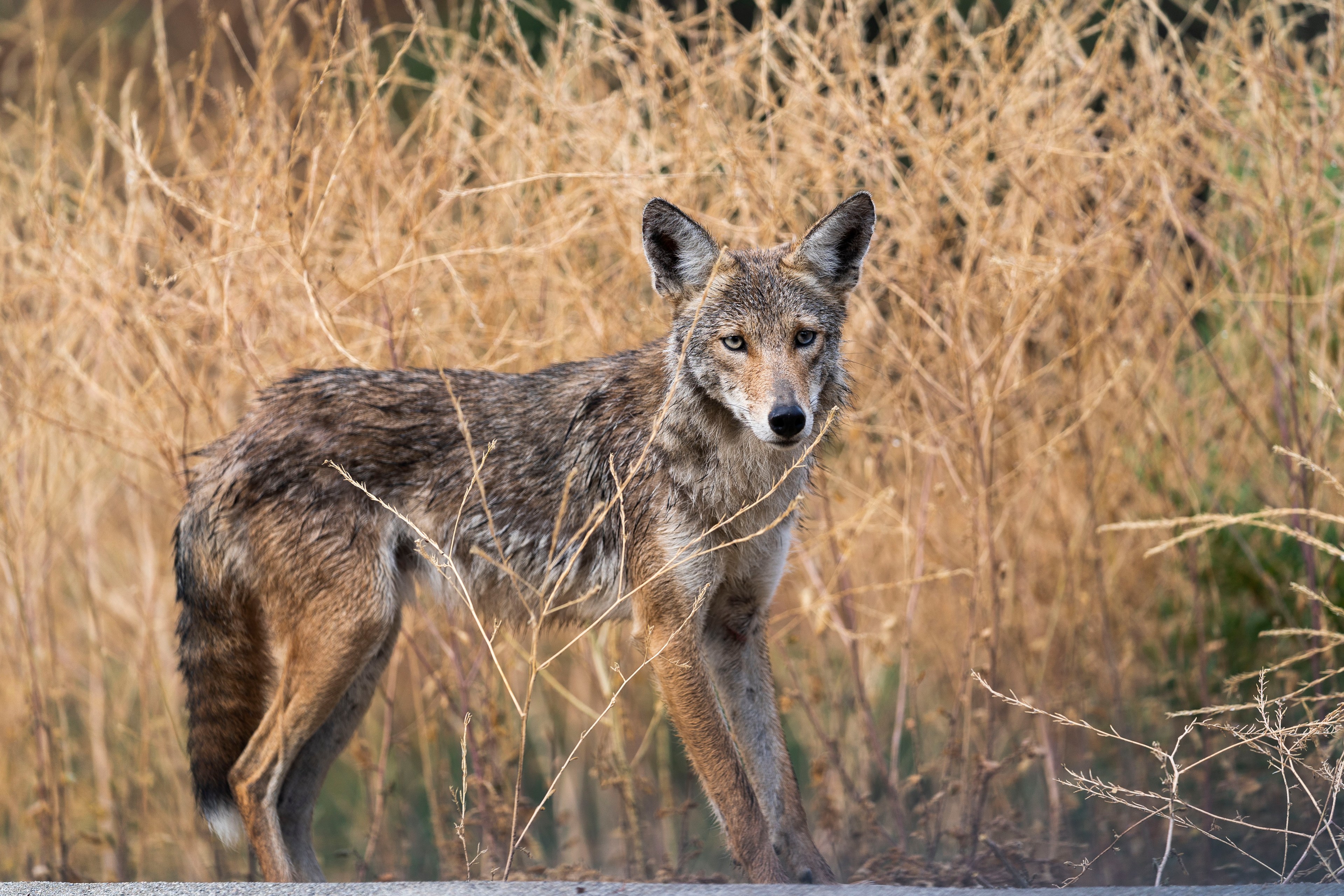 A coyote stands alert among dry, tall grasses. It has a thick, brown and grey fur coat, large pointed ears, and is gazing intently forward.