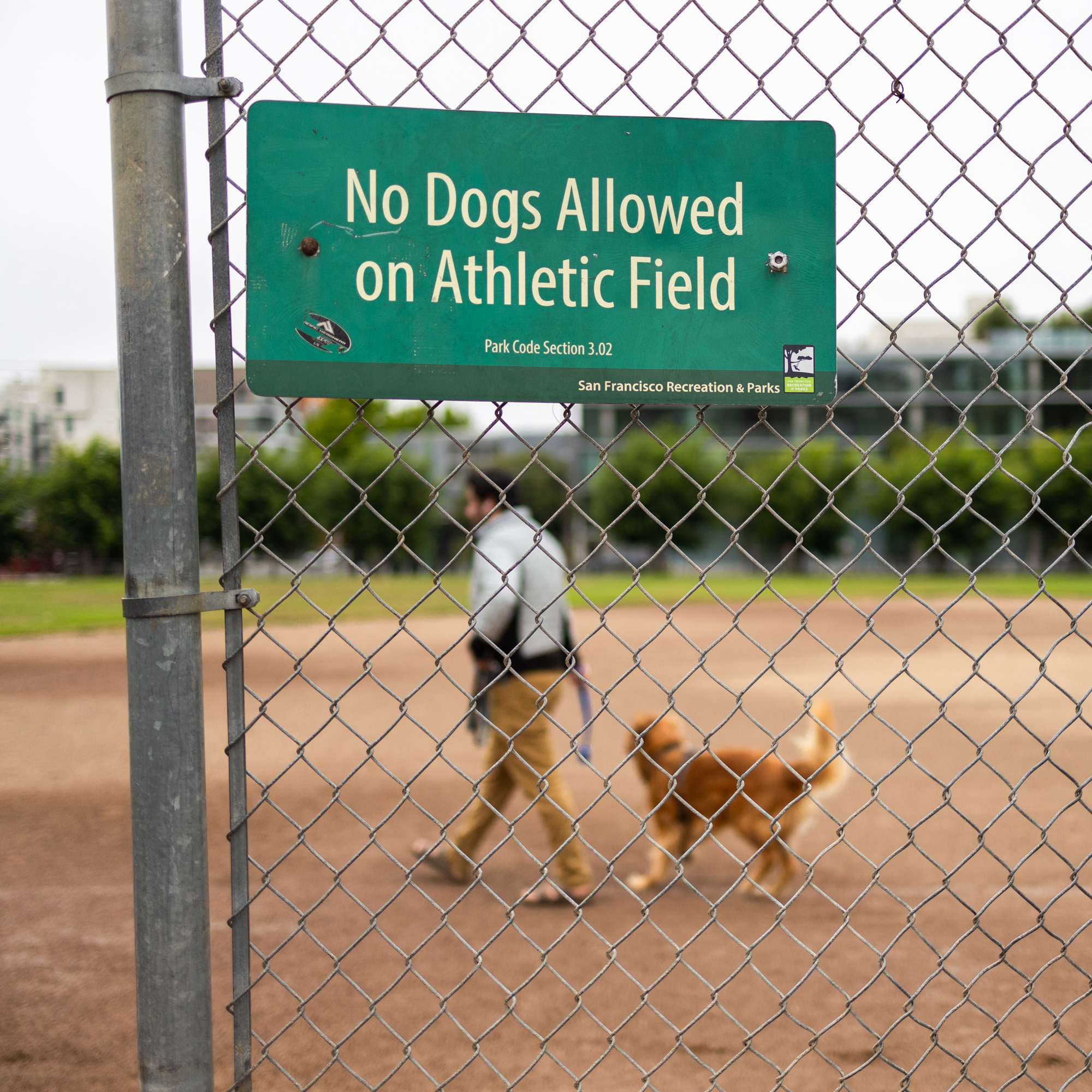 A sign on a chain-link fence reads &quot;No Dogs Allowed on Athletic Field.&quot; Behind the fence, a person walks with a dog on the athletic field.