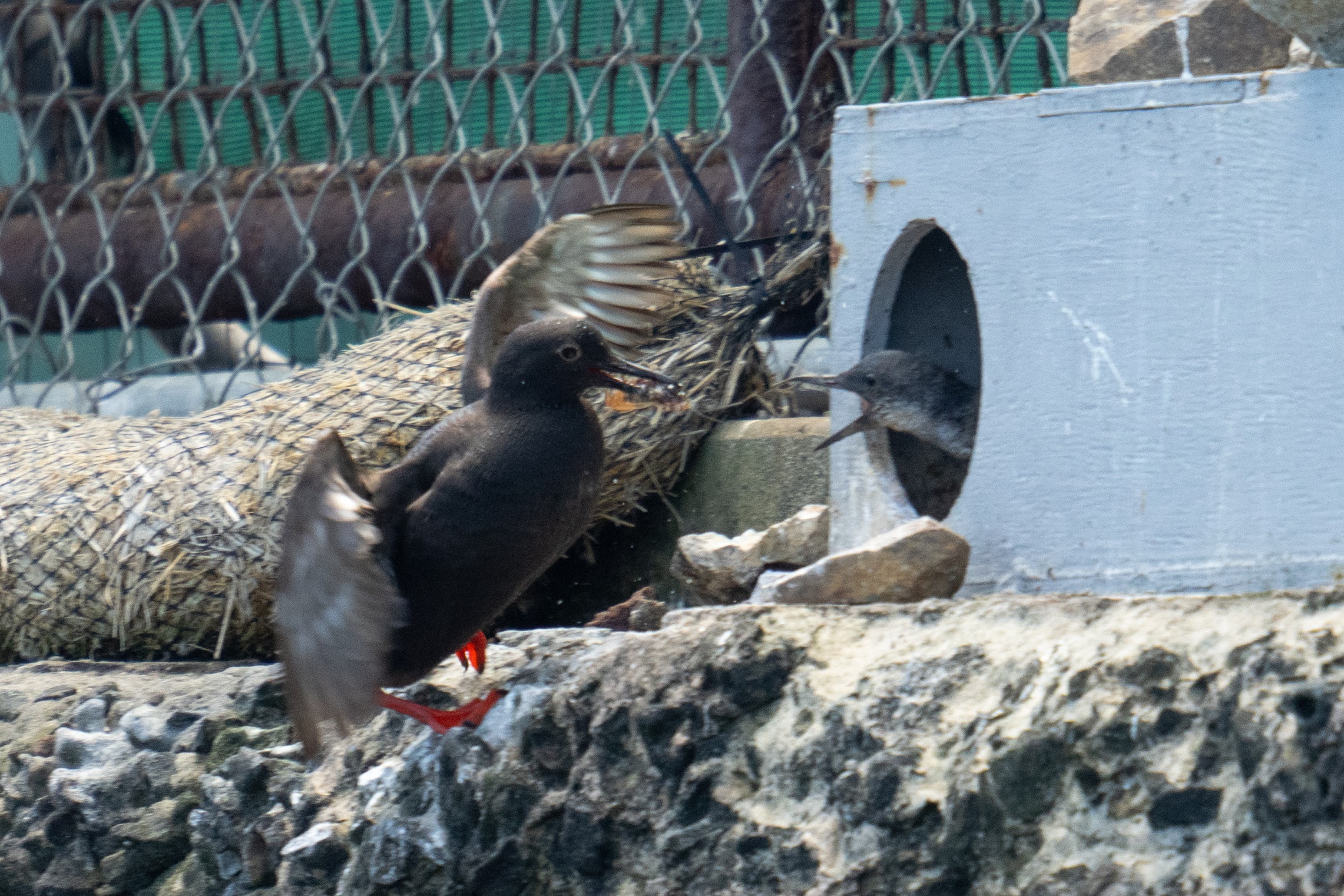 A bird flies toward a box with a hole in it on a cliffside. The bird is dark brown with bright red feet and has what appears to be a worm in its mouth. 