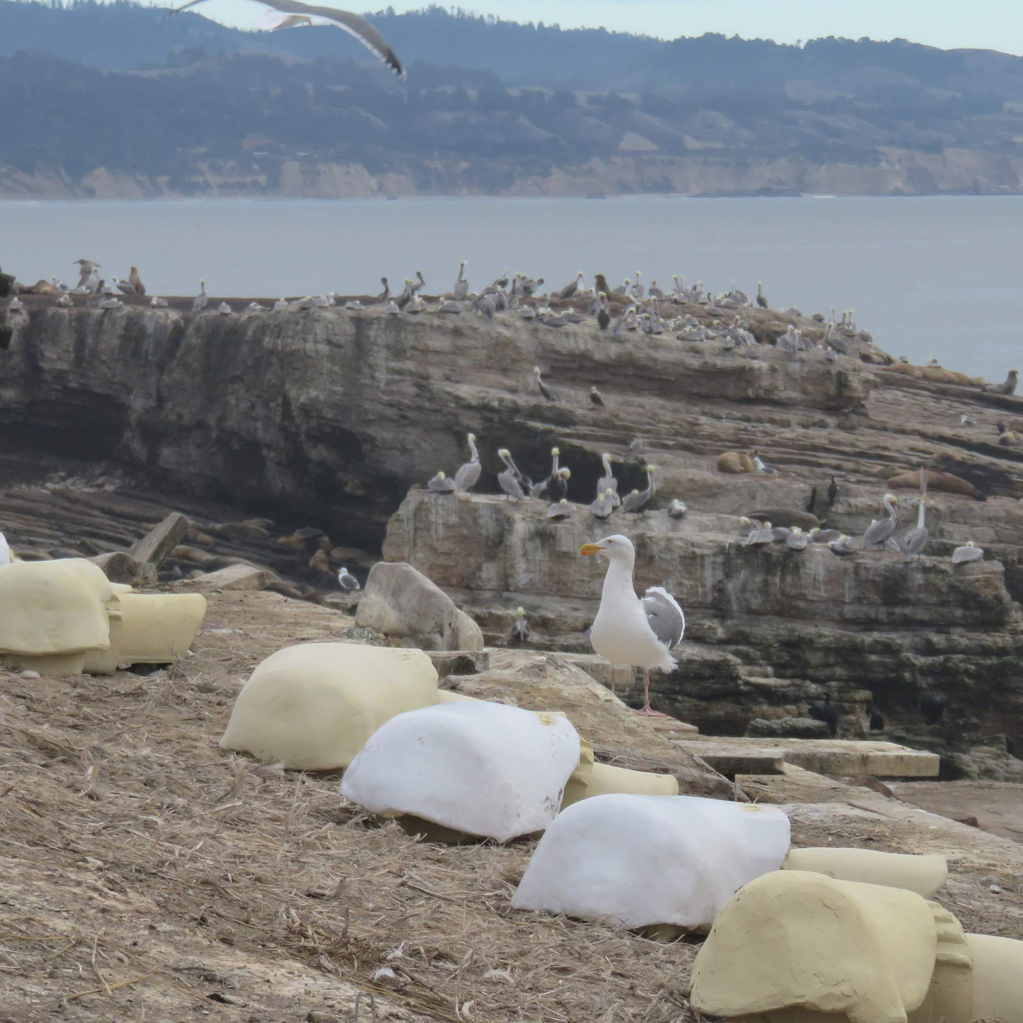 Seagulls and pelicans perch on rocks near the ocean, with a few seagulls in the foreground and distant hills in the background. White and beige objects also appear in the foreground.