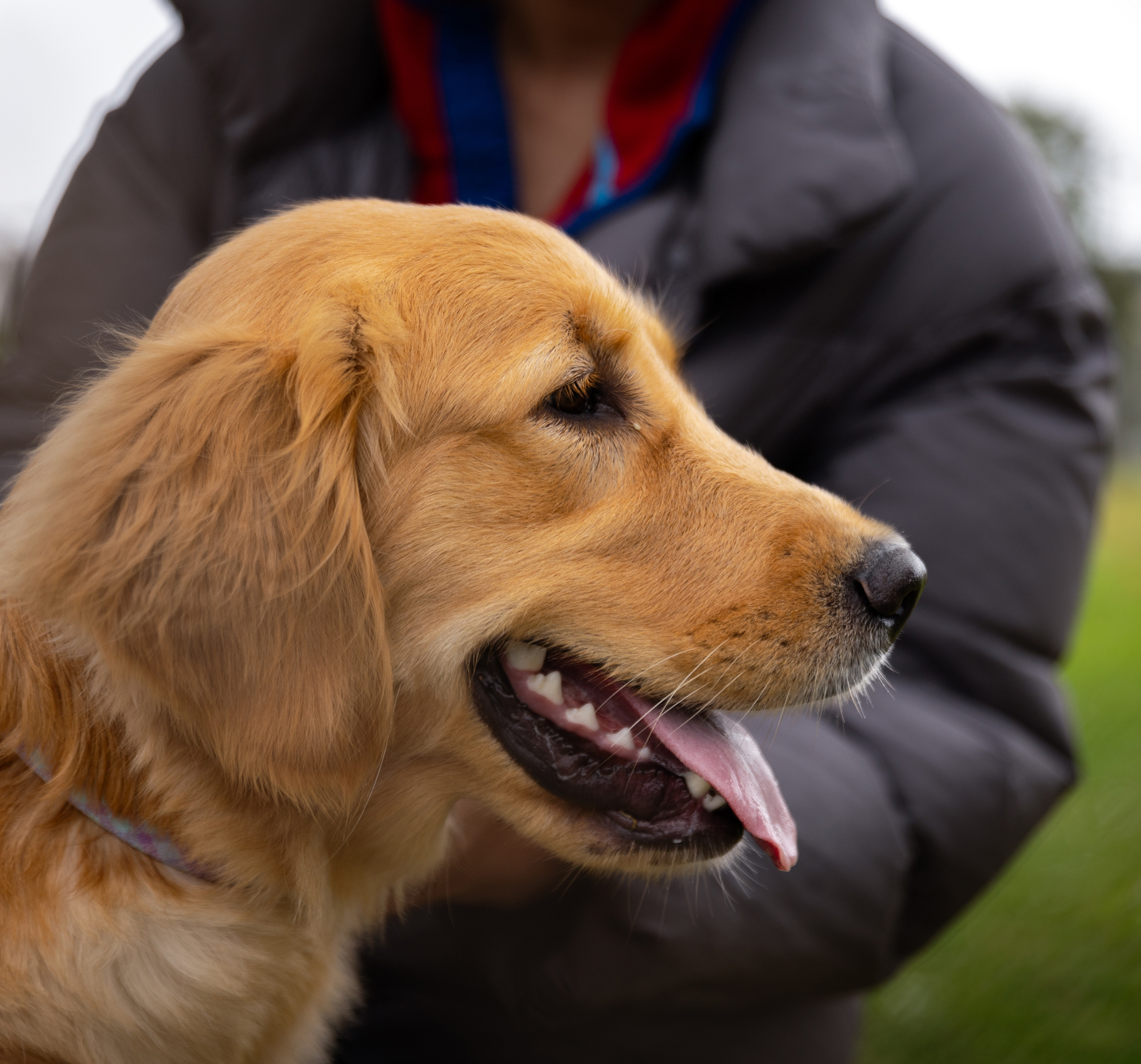 A golden retriever with its tongue out is being held by a person in a dark jacket. The dog's face is in focus, while the background and the person are slightly blurred.