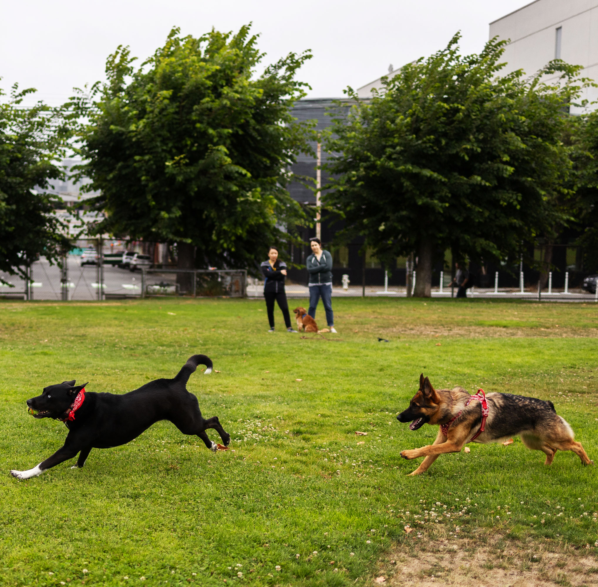 Two dogs, one black and one brown, are running on a grassy field while two people stand and watch in the background along with another dog sitting nearby.