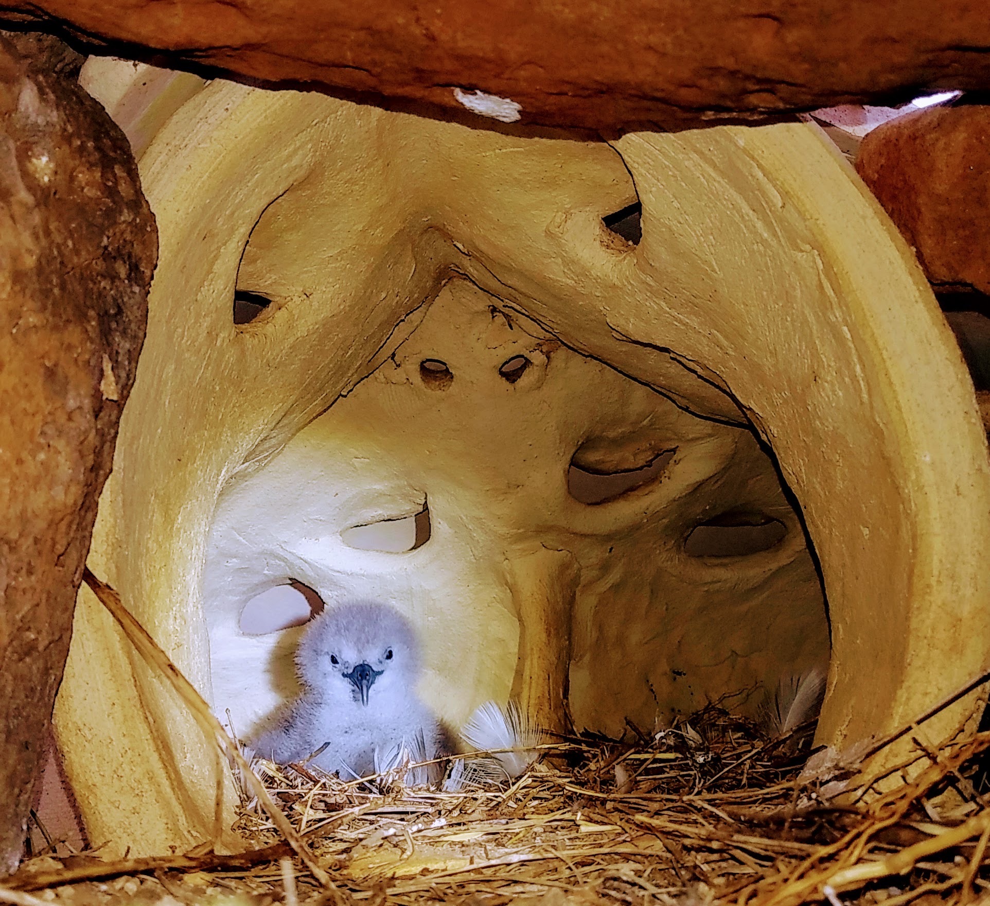 A baby bird sits in the back of a ceramic nest on O