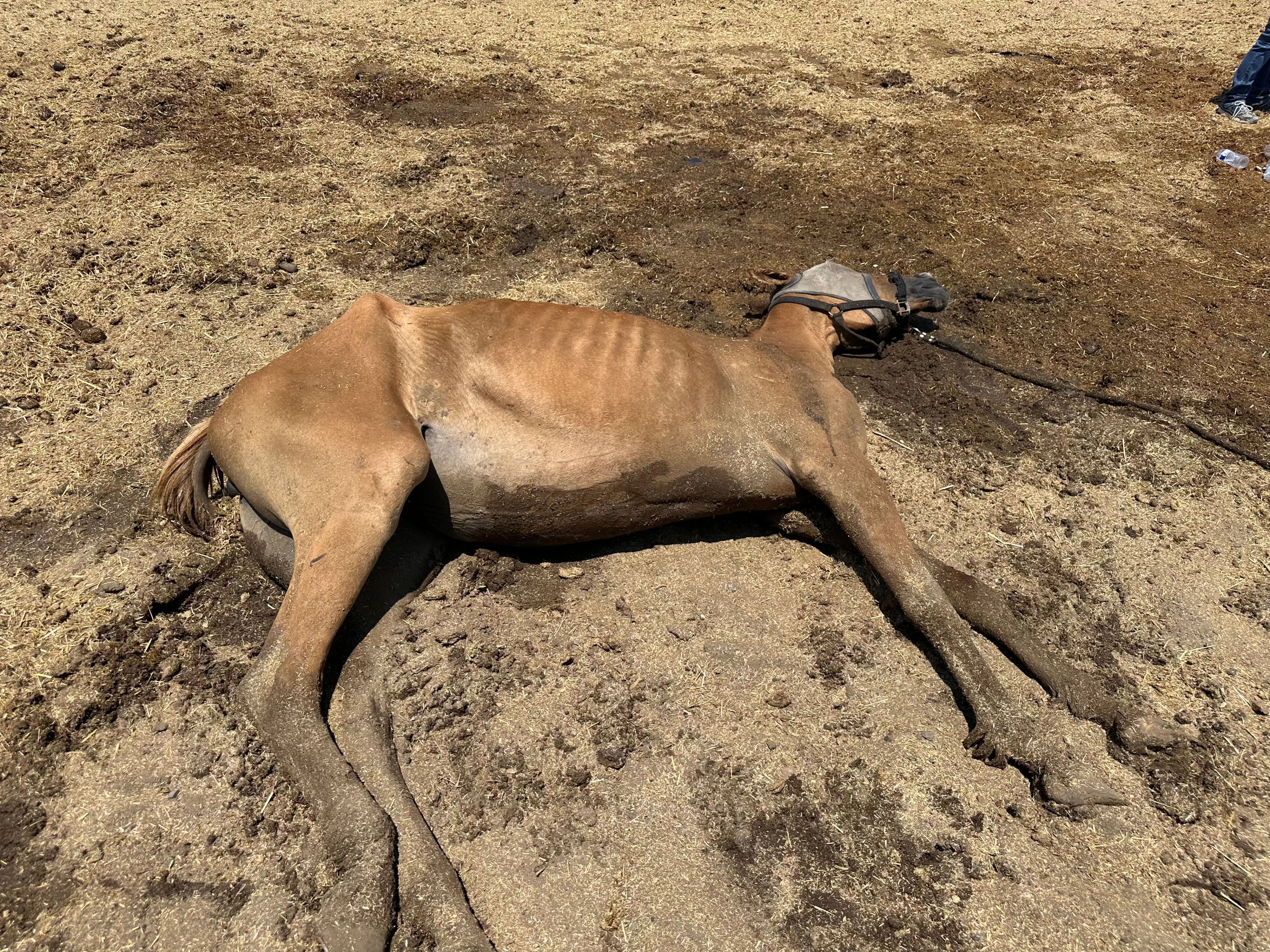 A horse named Honey lays on the ground on a a ranch on Weller Road in Milpitas on July 12, 2024. The horse died a few hours later. The ranch is owned by Chaparral’s owners are Shawn Mott and Susan Pennell.